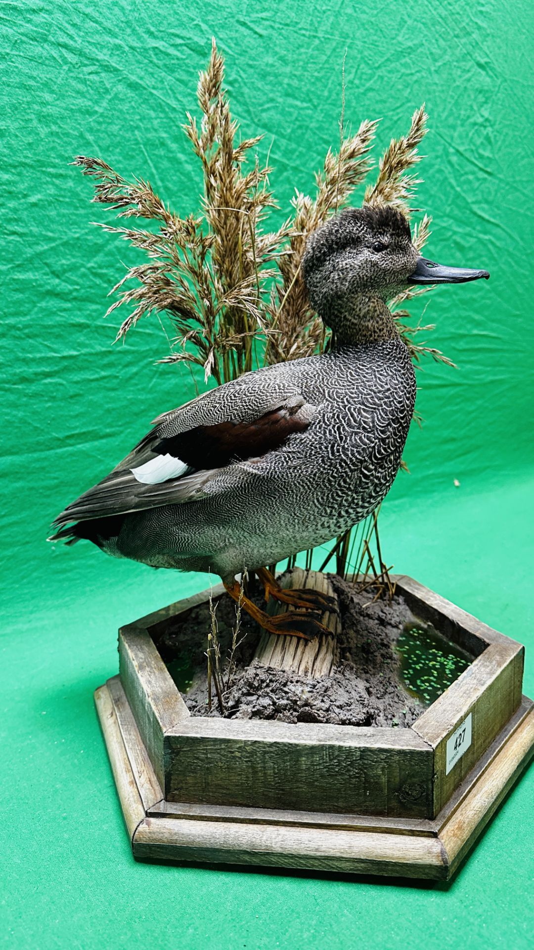 TAXIDERMY: A MOUNTED GADWALL IN A NATURALISTIC SETTING, W 31 X H 53CM. - Image 3 of 12