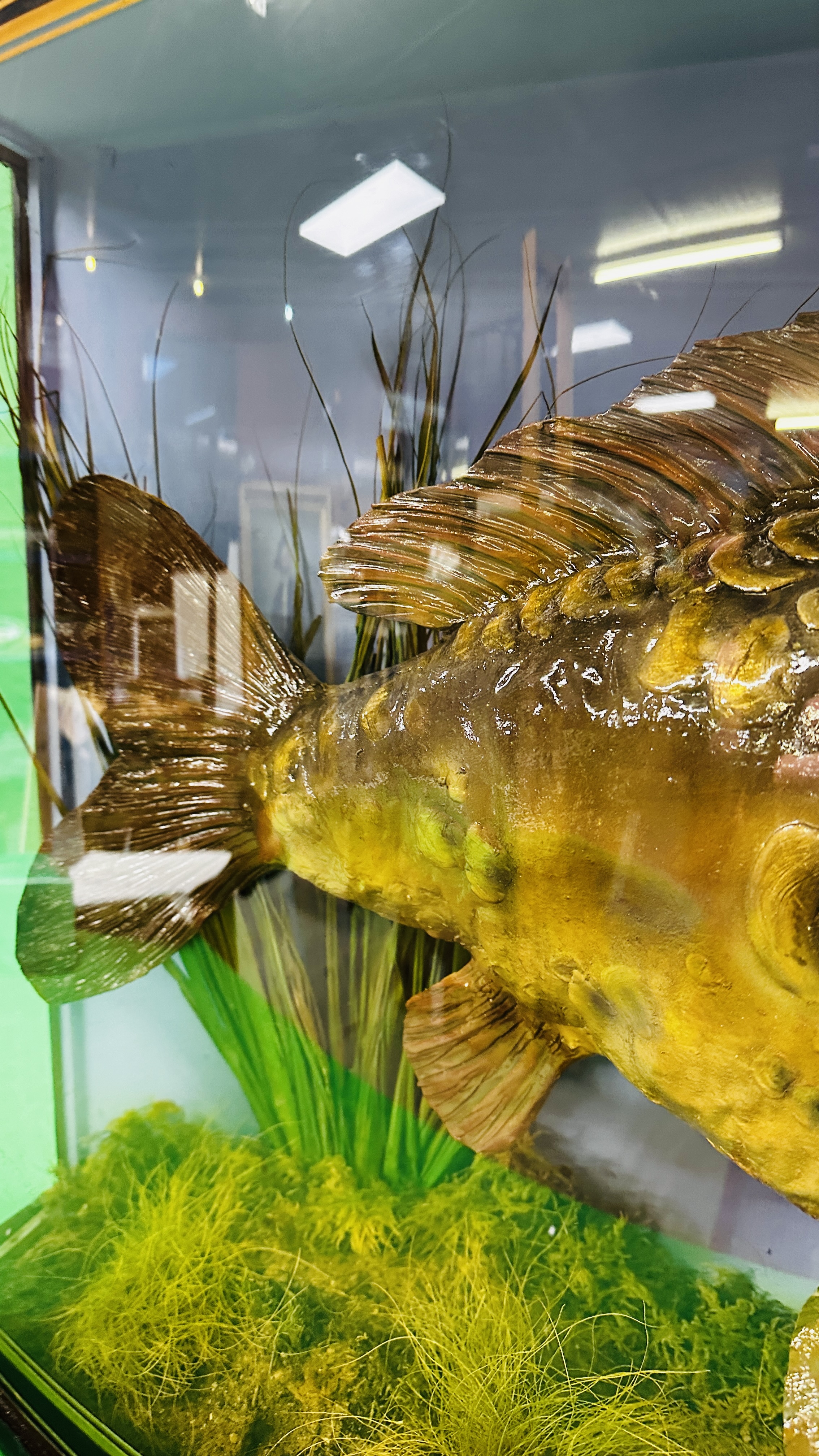 TAXIDERMY: A BOW FRONTED CASED STUDY OF A MOUNTED CARP IN A NATURALISTIC SETTING, - Bild 5 aus 14