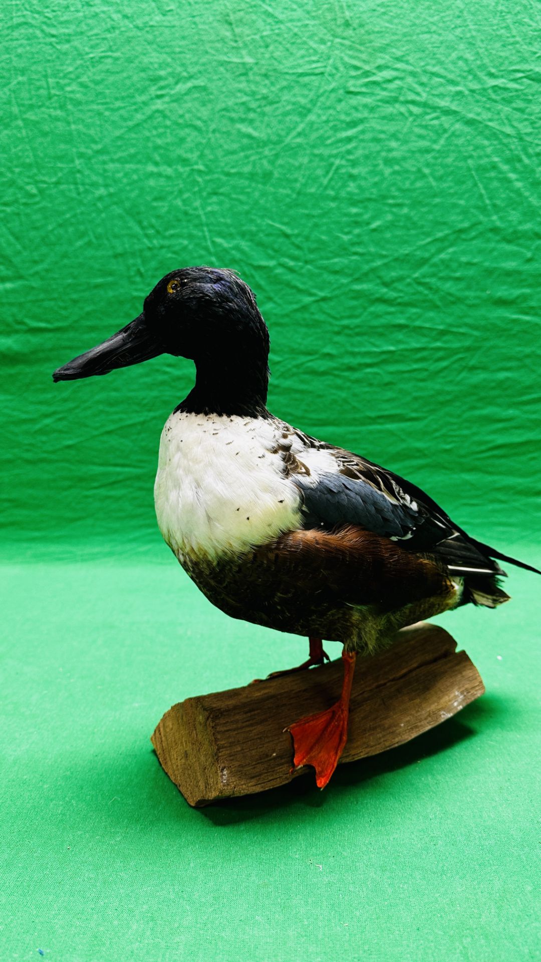 TAXIDERMY: A MOUNTED SHOVELER DUCK, W 32 X H 29CM. - Image 9 of 12