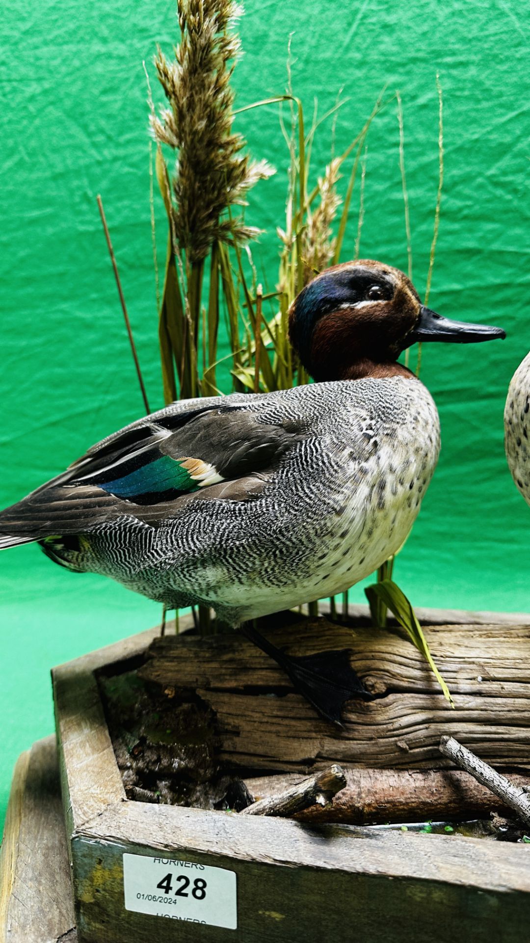 TAXIDERMY: A PAIR OF MOUNTED TEAL IN A NATURALISTIC SETTING, W 55 X H 44CM. - Image 18 of 18