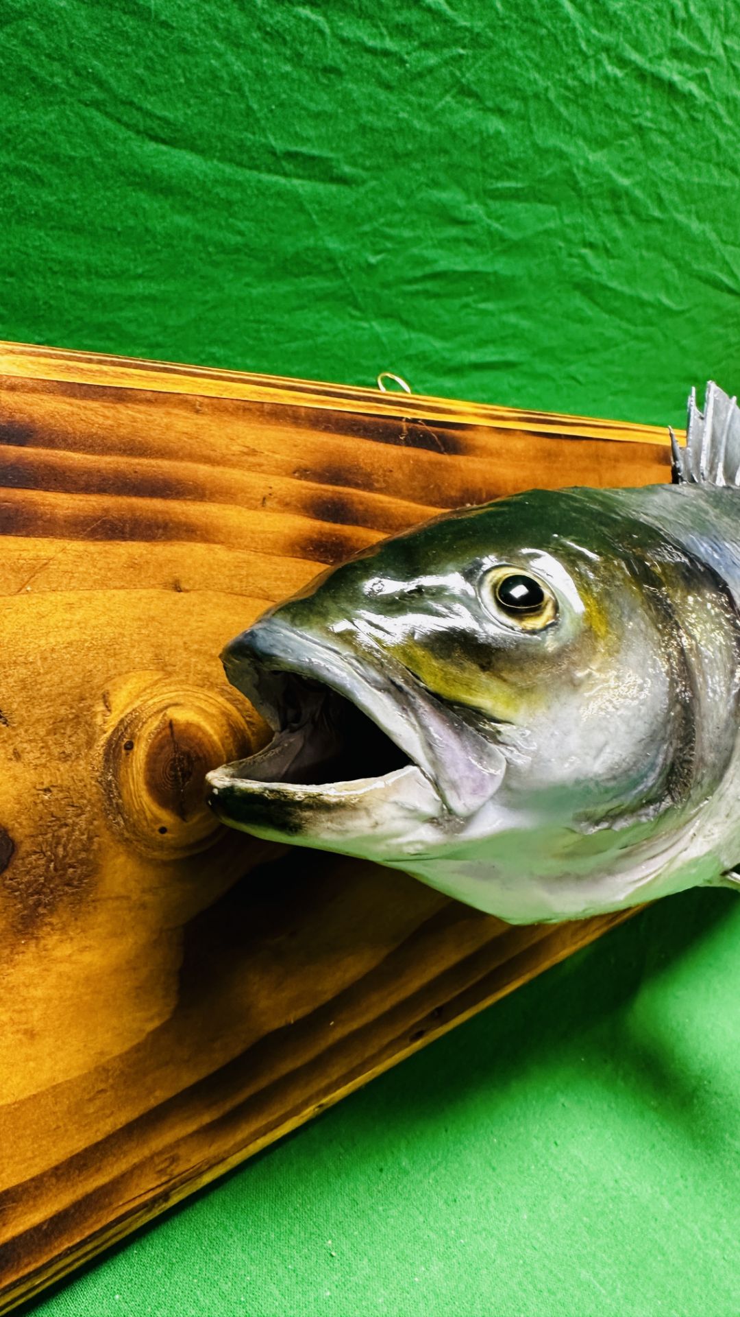 TAXIDERMY: A WALL MOUNTED STUDY OF A SEA BASS, W 71 X H 19CM. - Image 5 of 8