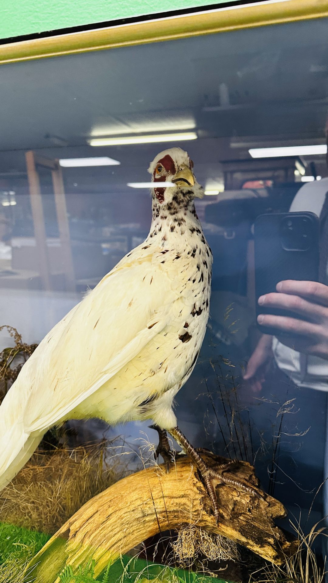 TAXIDERMY: A CASED STUDY OF A WHITE PHEASANT IN A NATURALISTIC SETTING, W 72 X D 29 X H 70CM. - Image 3 of 12