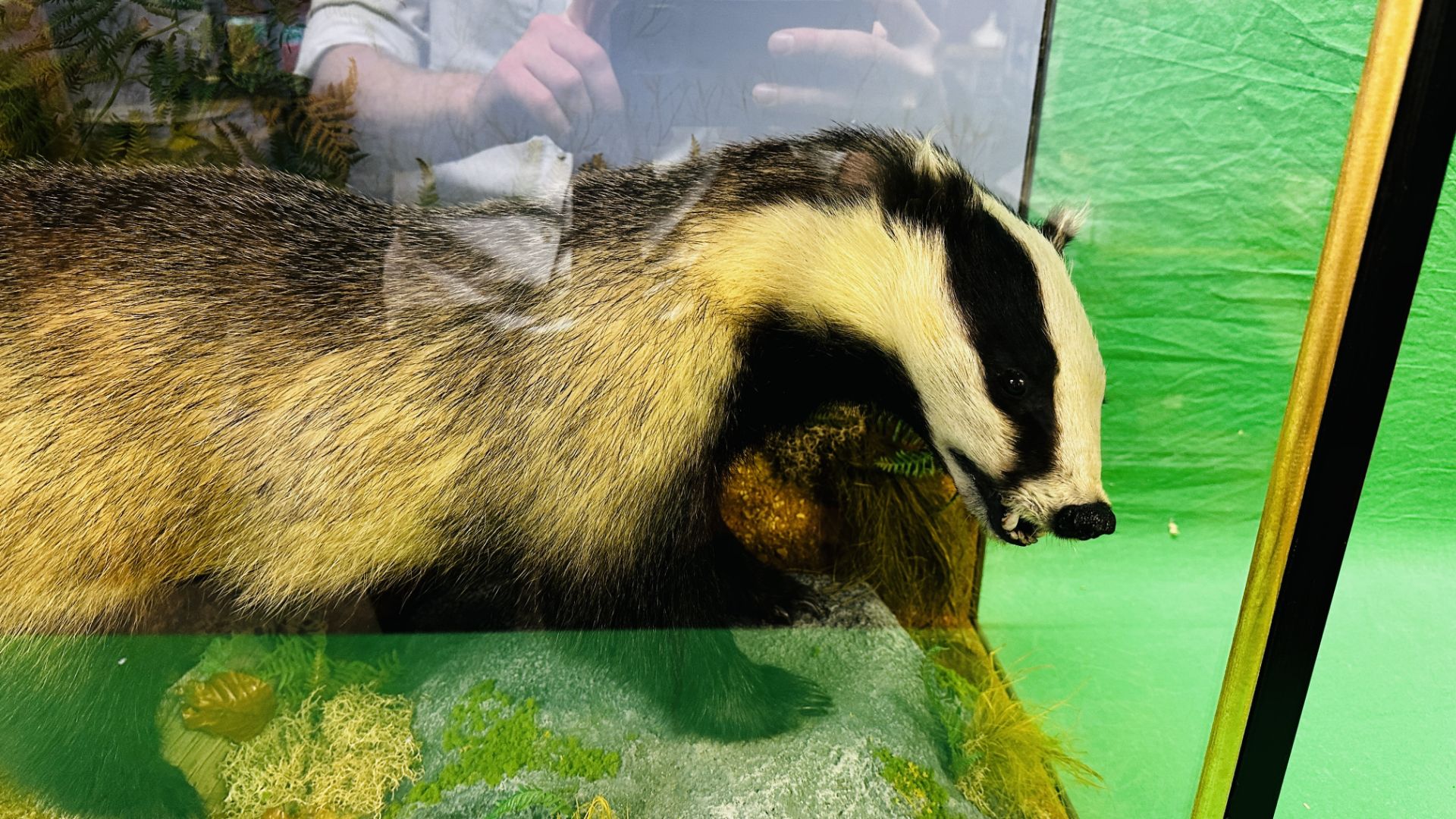 TAXIDERMY: A CASED STUDY OF A BADGER IN A NATURALISTIC SETTING, W 92 X D 41 X H 63CM. - Image 3 of 22