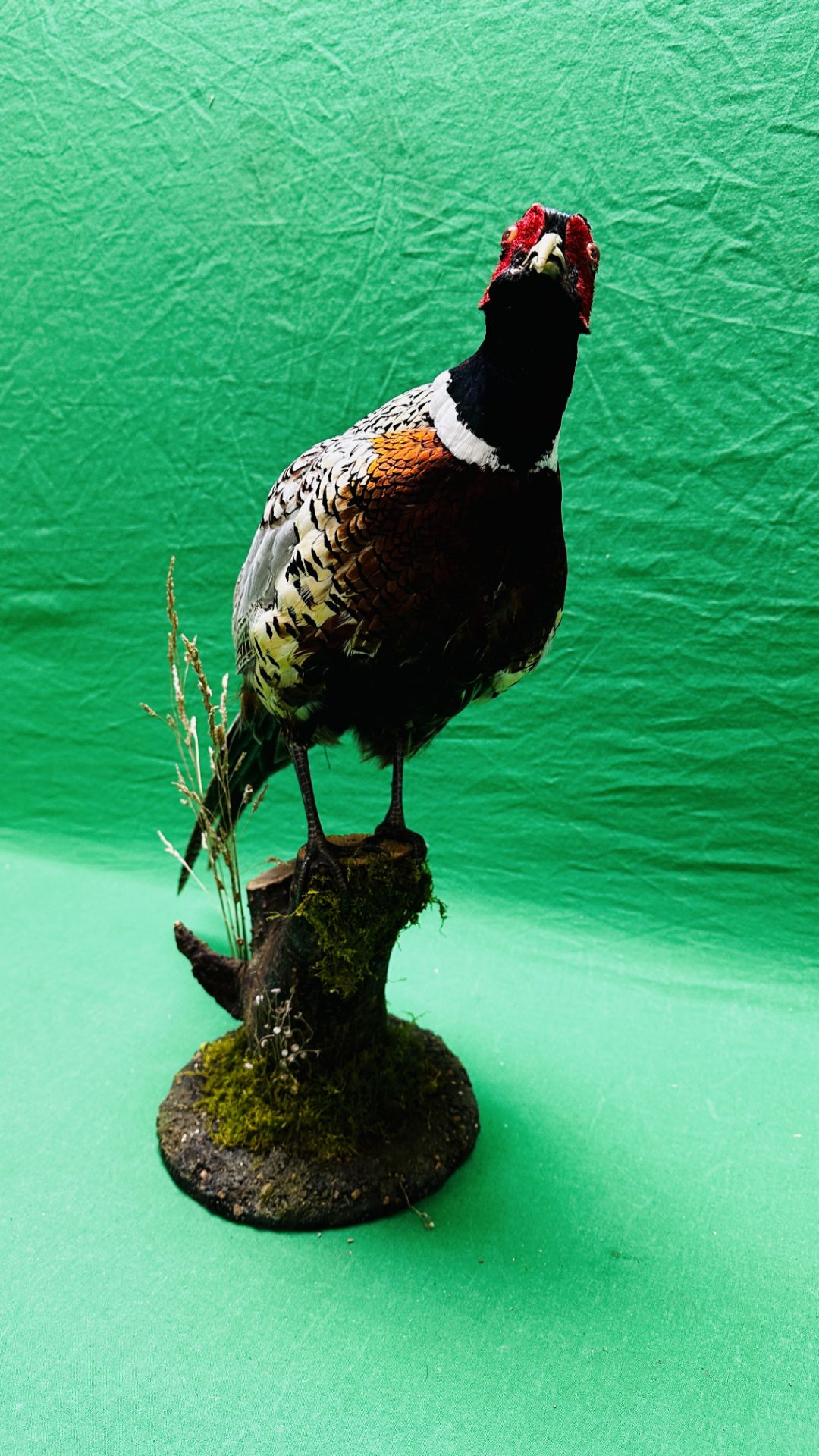TAXIDERMY: A MOUNTED PHEASANT IN A NATURALISTIC SETTING, H 53CM. - Image 9 of 16