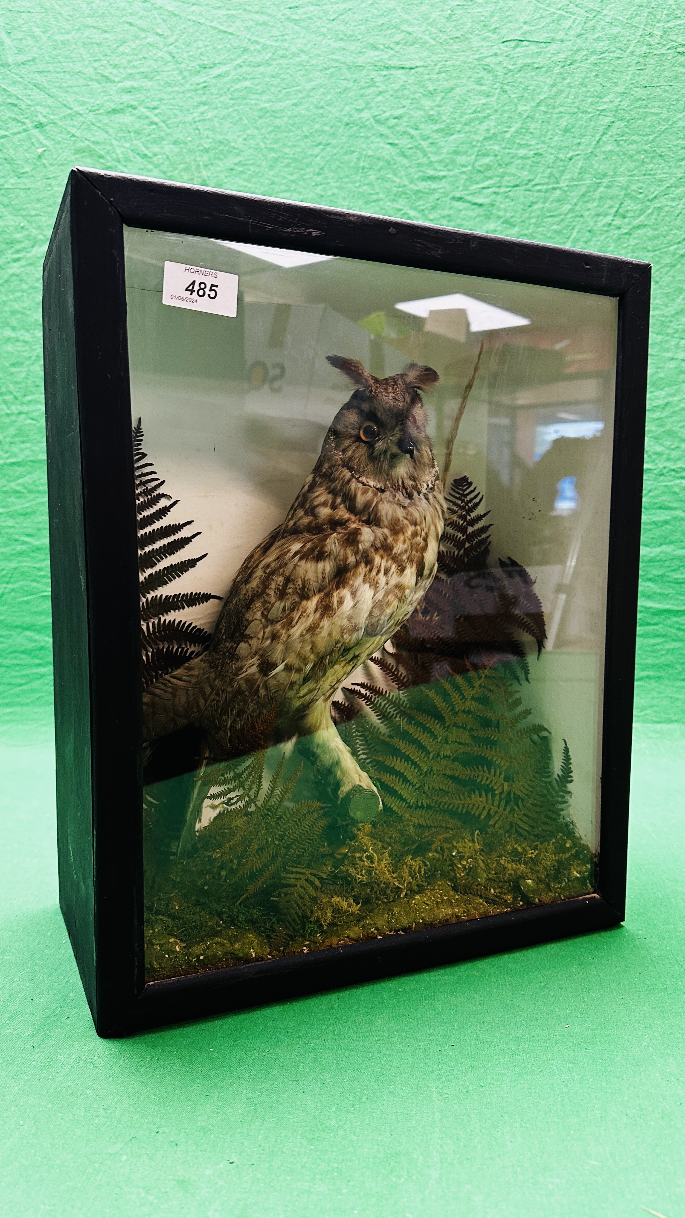 TAXIDERMY: A MOUNTED VICTORIAN STUDY OF A LONG EARED OWL IN A LATER NATURALISTIC GLAZED CASE.