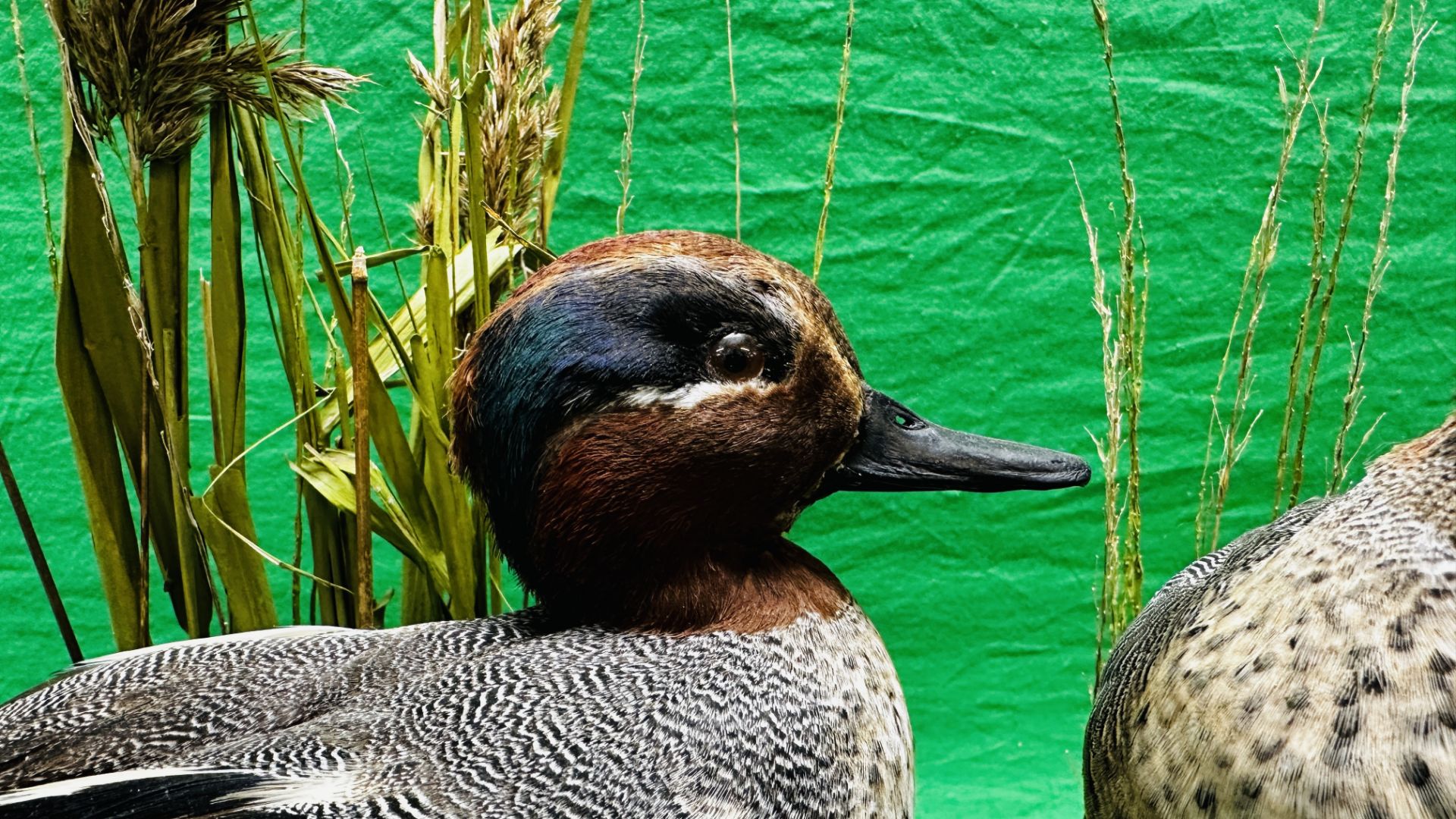 TAXIDERMY: A PAIR OF MOUNTED TEAL IN A NATURALISTIC SETTING, W 55 X H 44CM. - Image 6 of 18