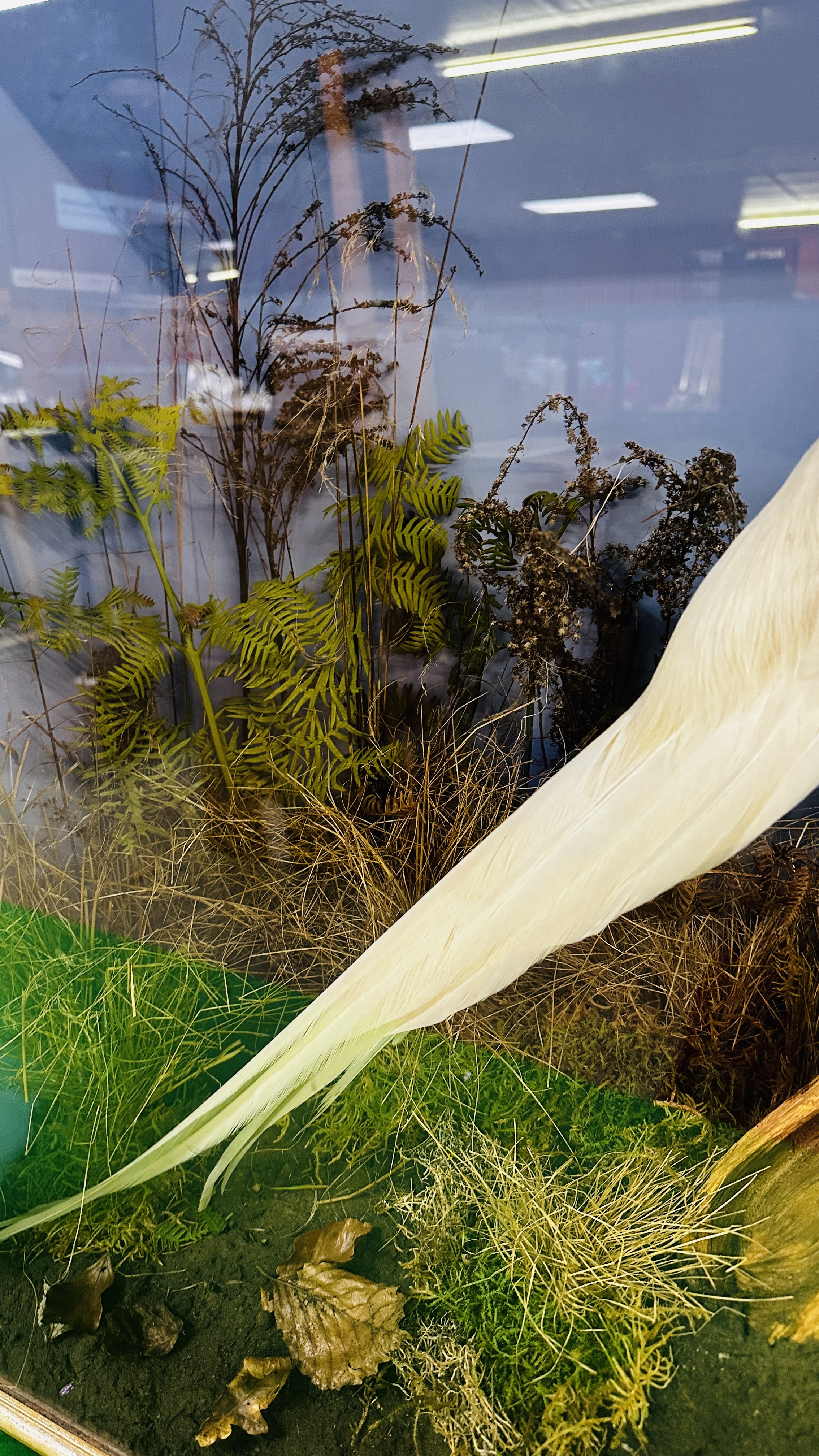 TAXIDERMY: A CASED STUDY OF A WHITE PHEASANT IN A NATURALISTIC SETTING, W 72 X D 29 X H 70CM. - Image 8 of 12