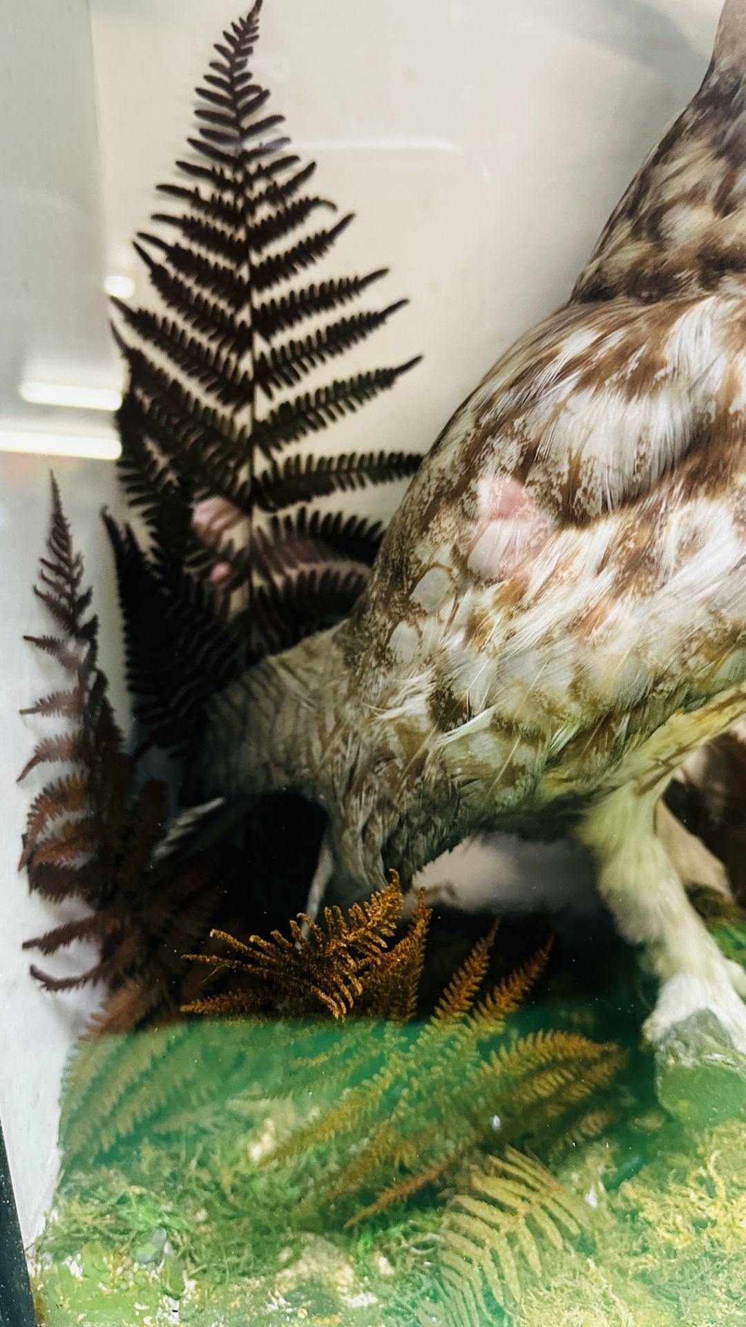 TAXIDERMY: A MOUNTED VICTORIAN STUDY OF A LONG EARED OWL IN A LATER NATURALISTIC GLAZED CASE. - Image 5 of 7