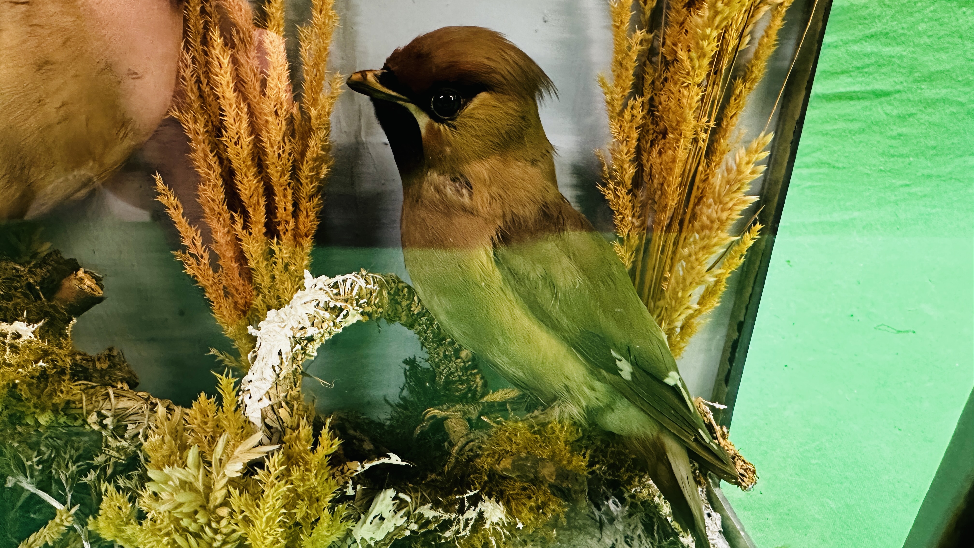 TAXIDERMY: A CASED STUDY OF A MOUNTED PAIR OF WAX WINGS IN A NATURALISTIC SETTING BEARING LABEL W. - Image 3 of 7