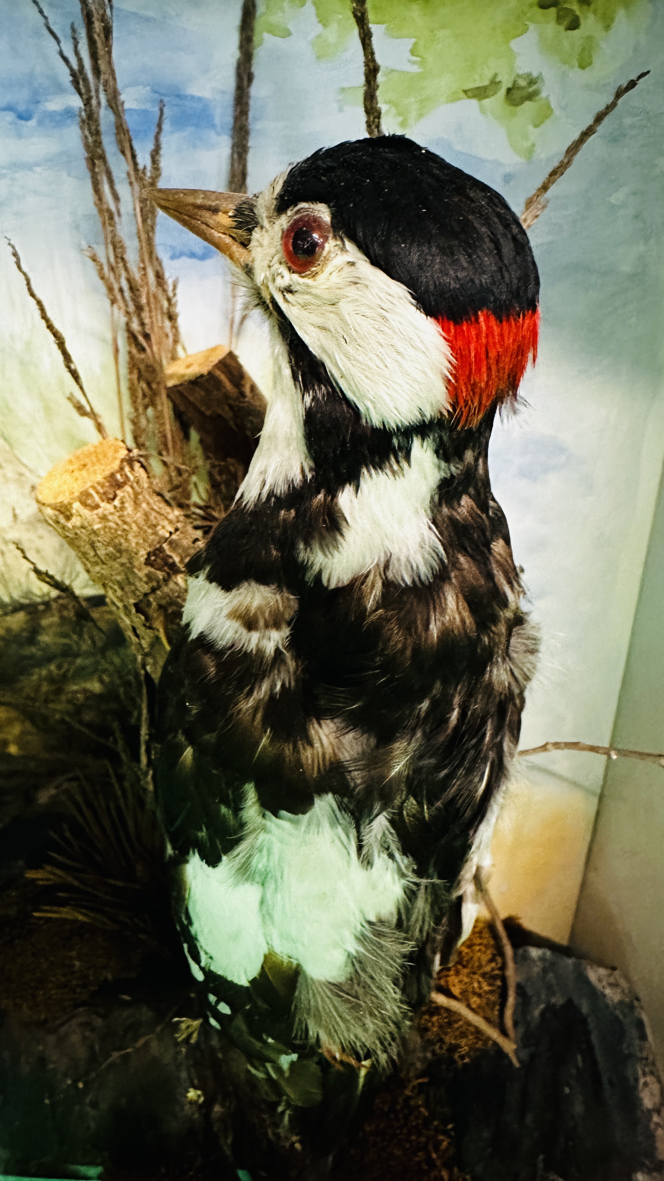 TAXIDERMY: A CASED STUDY OF A MOUNTED GREATER SPOTTED WOODPECKER AND A THRUSH IN A NATURALISTIC - Image 3 of 7