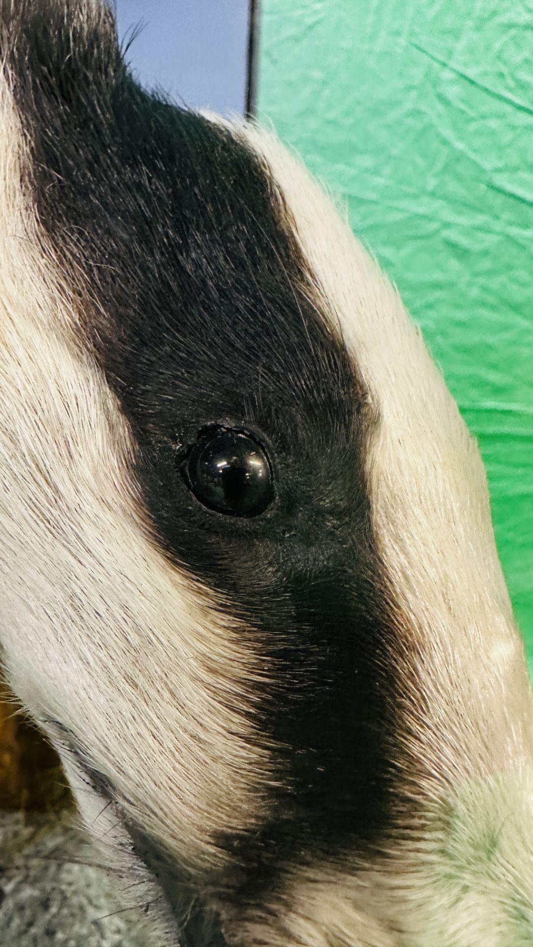 TAXIDERMY: A CASED STUDY OF A BADGER IN A NATURALISTIC SETTING, W 92 X D 41 X H 63CM. - Image 14 of 22