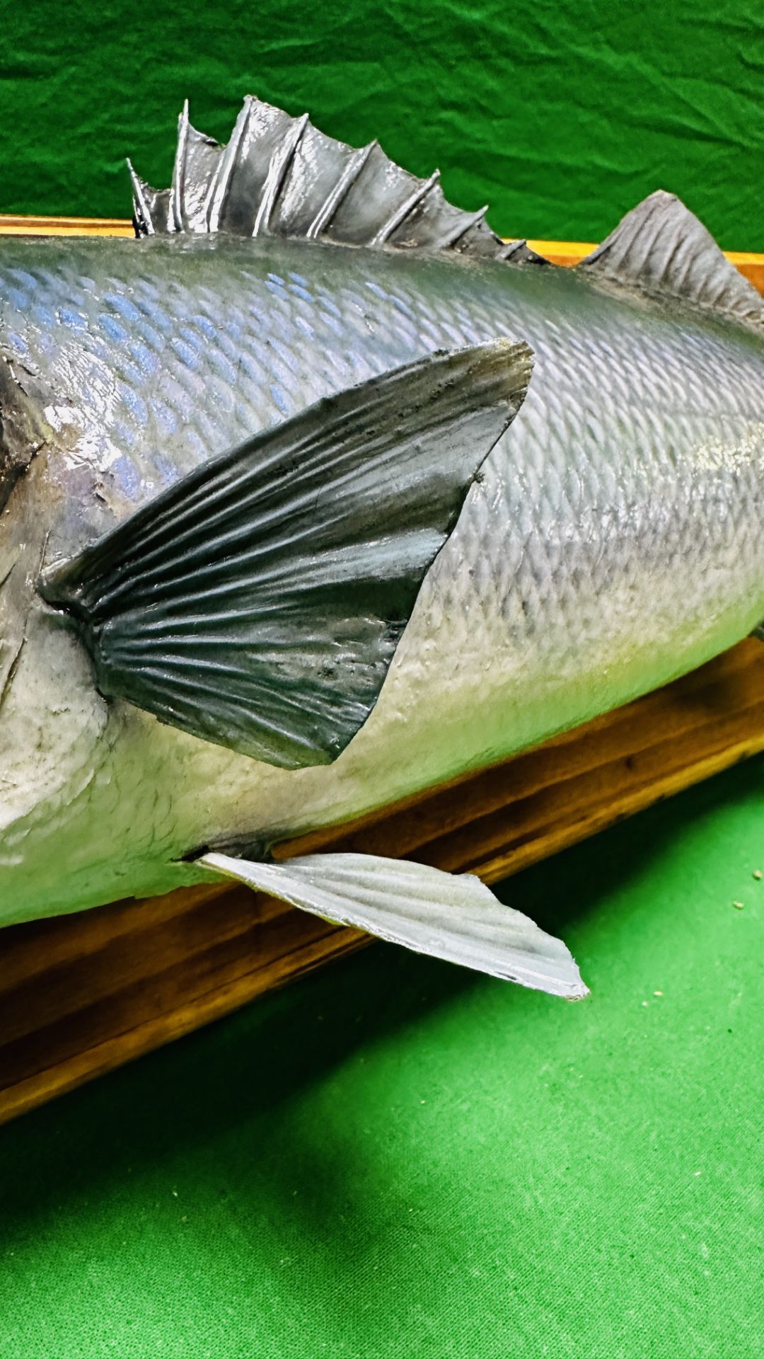 TAXIDERMY: A WALL MOUNTED STUDY OF A SEA BASS, W 71 X H 19CM. - Image 6 of 8