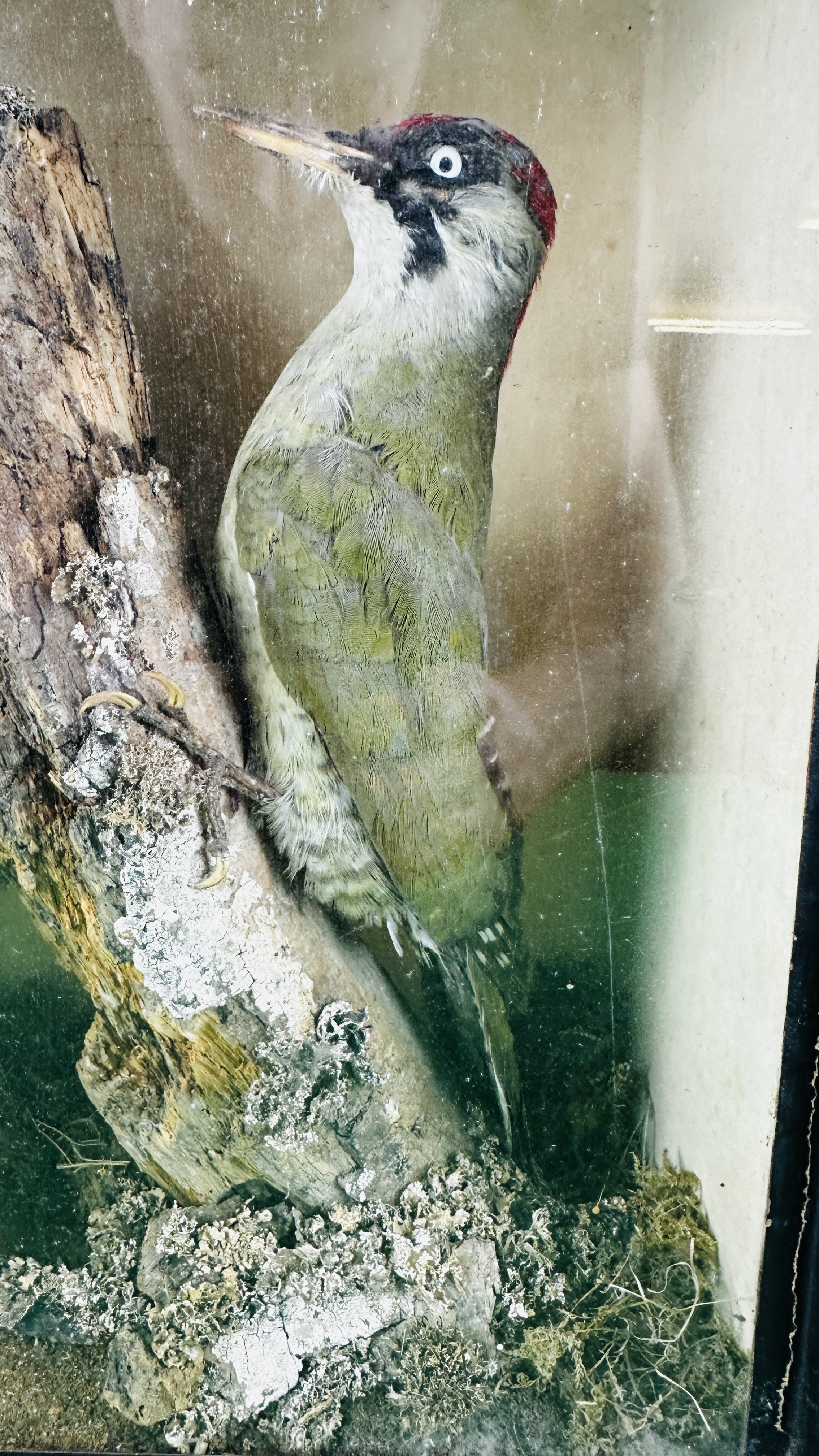 VICTORIAN CASED TAXIDERMY STUDY OF GREEN WOODPECKER. - Image 4 of 7