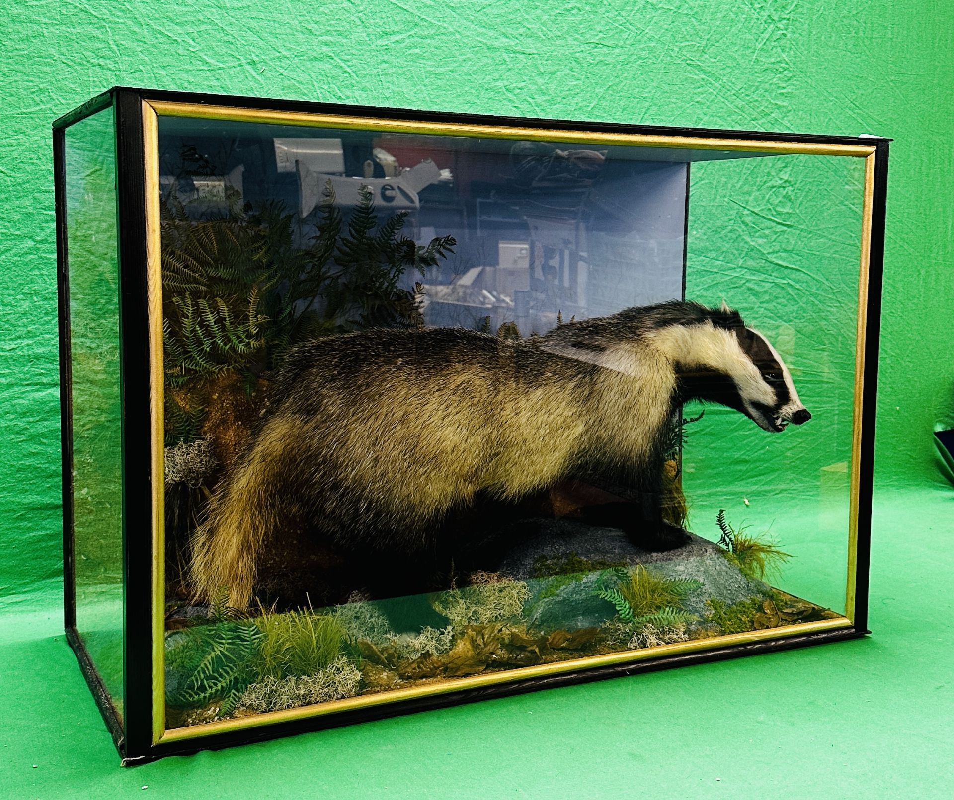 TAXIDERMY: A CASED STUDY OF A BADGER IN A NATURALISTIC SETTING, W 92 X D 41 X H 63CM. - Image 11 of 22