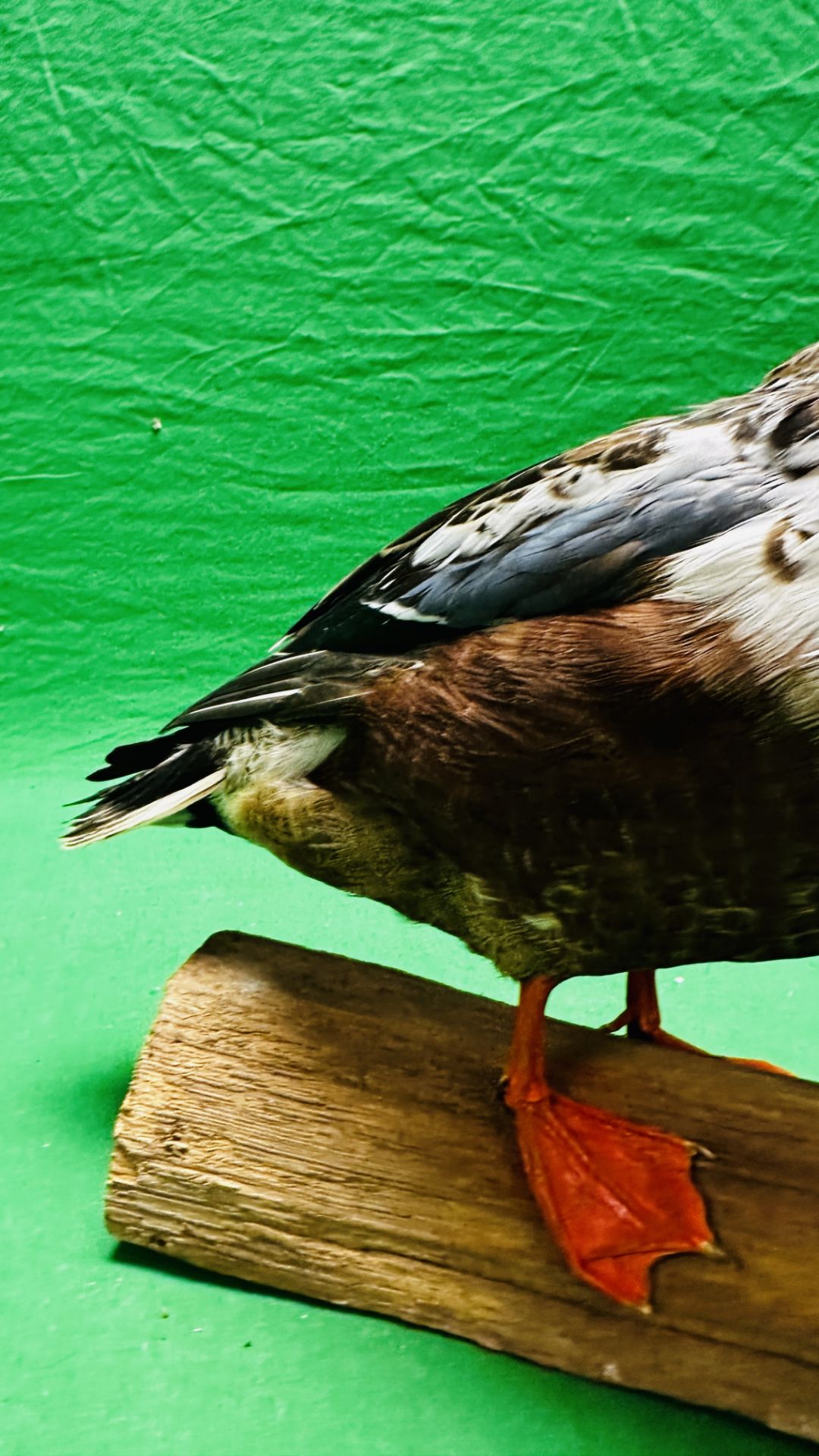 TAXIDERMY: A MOUNTED SHOVELER DUCK, W 32 X H 29CM. - Image 5 of 12