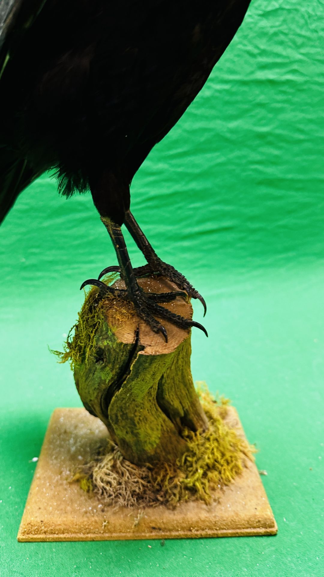 TAXIDERMY: A MOUNTED CROW IN A NATURALISTIC SETTING, W 22 X H 40CM. - Image 5 of 13