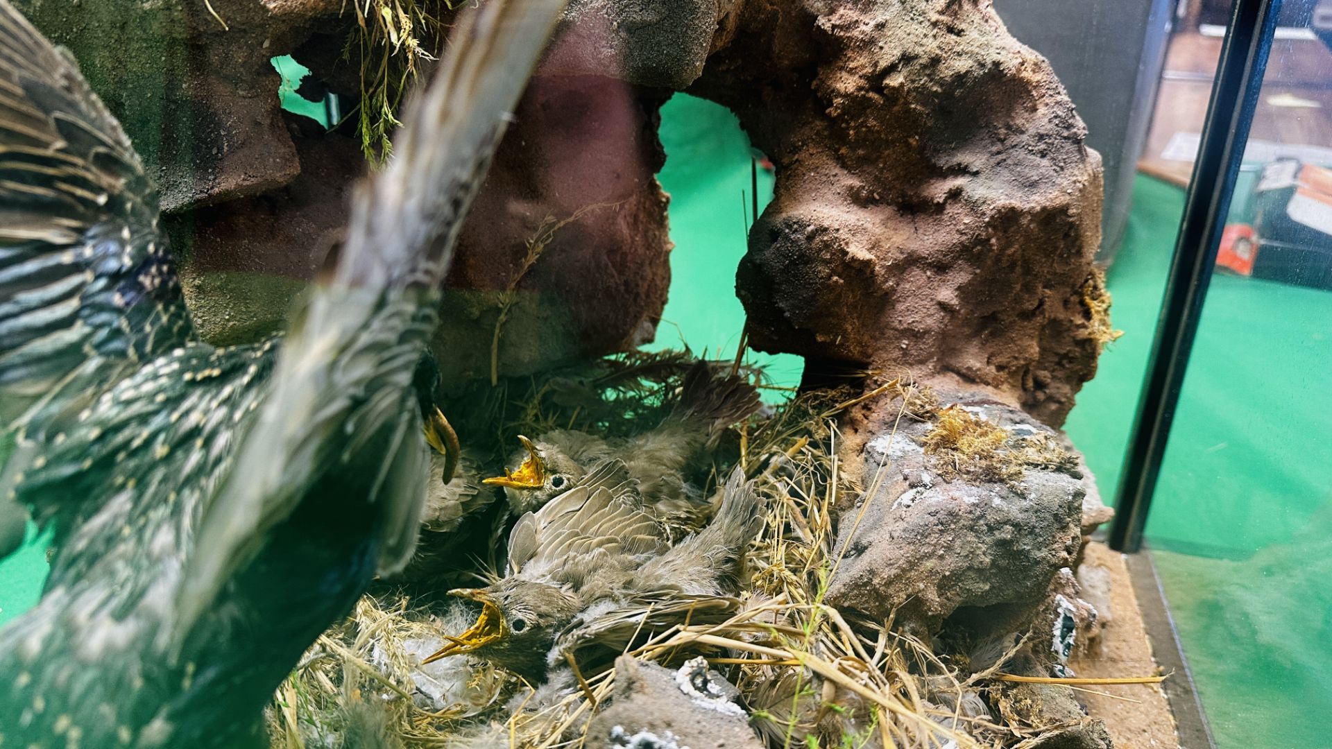 A GLAZED CASED TAXIDERMY STUDY OF A "STARLING" FEEDING HER YOUNG IN A NATURALISTIC SETTING. - Image 4 of 12