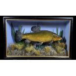 TAXIDERMY: A CASED STUDY OF A MOUNTED TENCH IN A NATURALISTIC SETTING, W 56 X D 13 X H 33CM.