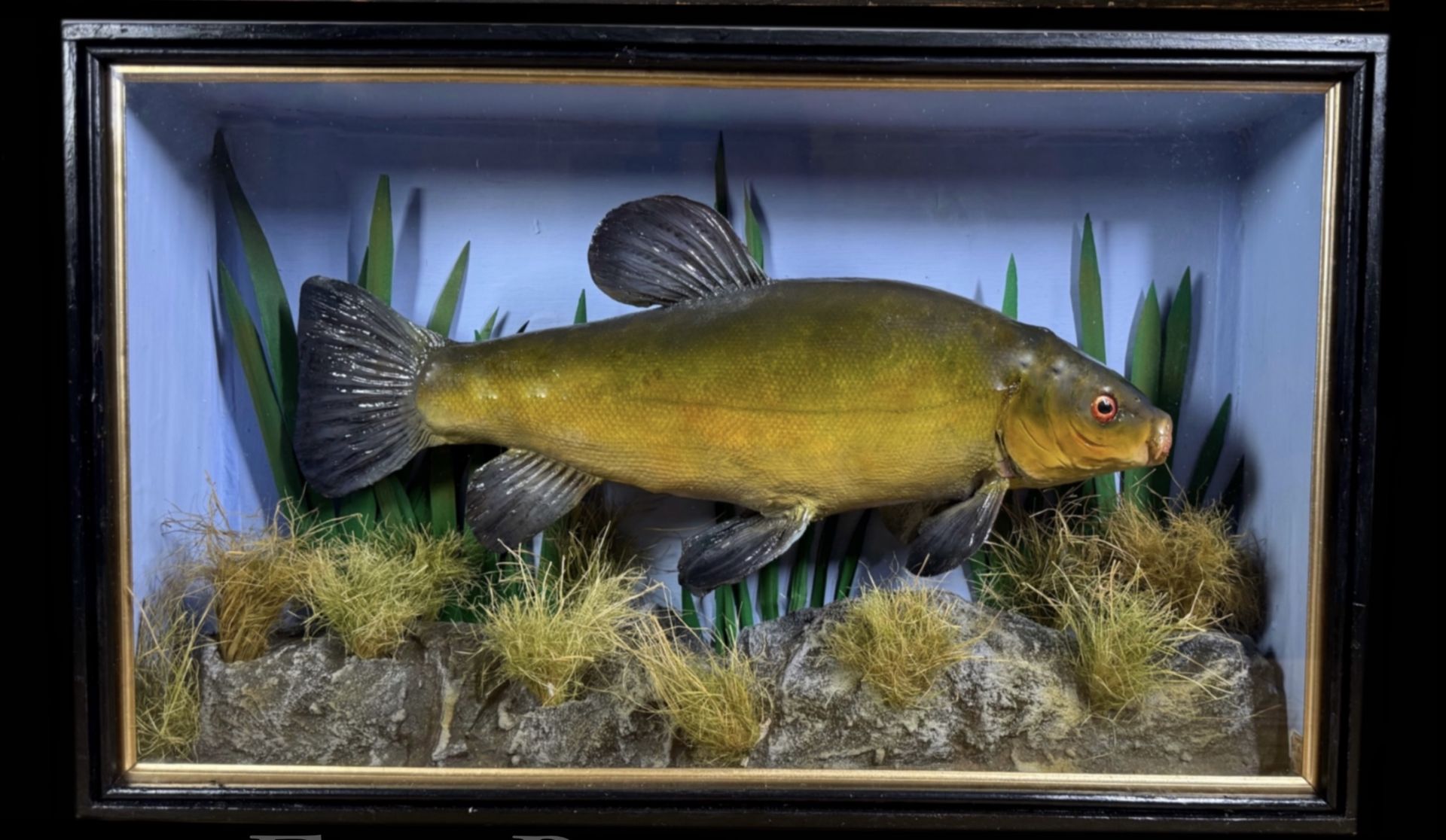 TAXIDERMY: A CASED STUDY OF A MOUNTED TENCH IN A NATURALISTIC SETTING, W 56 X D 13 X H 33CM.