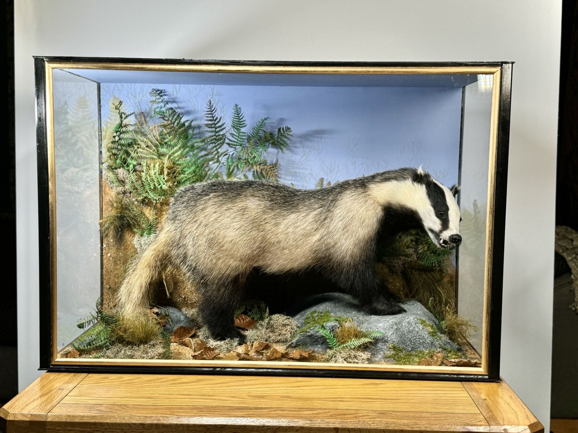 TAXIDERMY: A CASED STUDY OF A BADGER IN A NATURALISTIC SETTING, W 92 X D 41 X H 63CM.