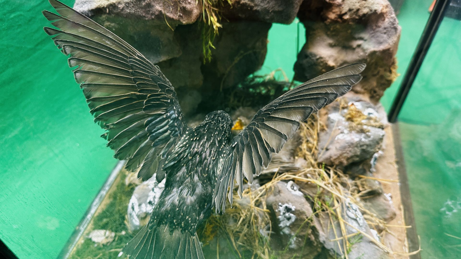 A GLAZED CASED TAXIDERMY STUDY OF A "STARLING" FEEDING HER YOUNG IN A NATURALISTIC SETTING. - Image 5 of 12