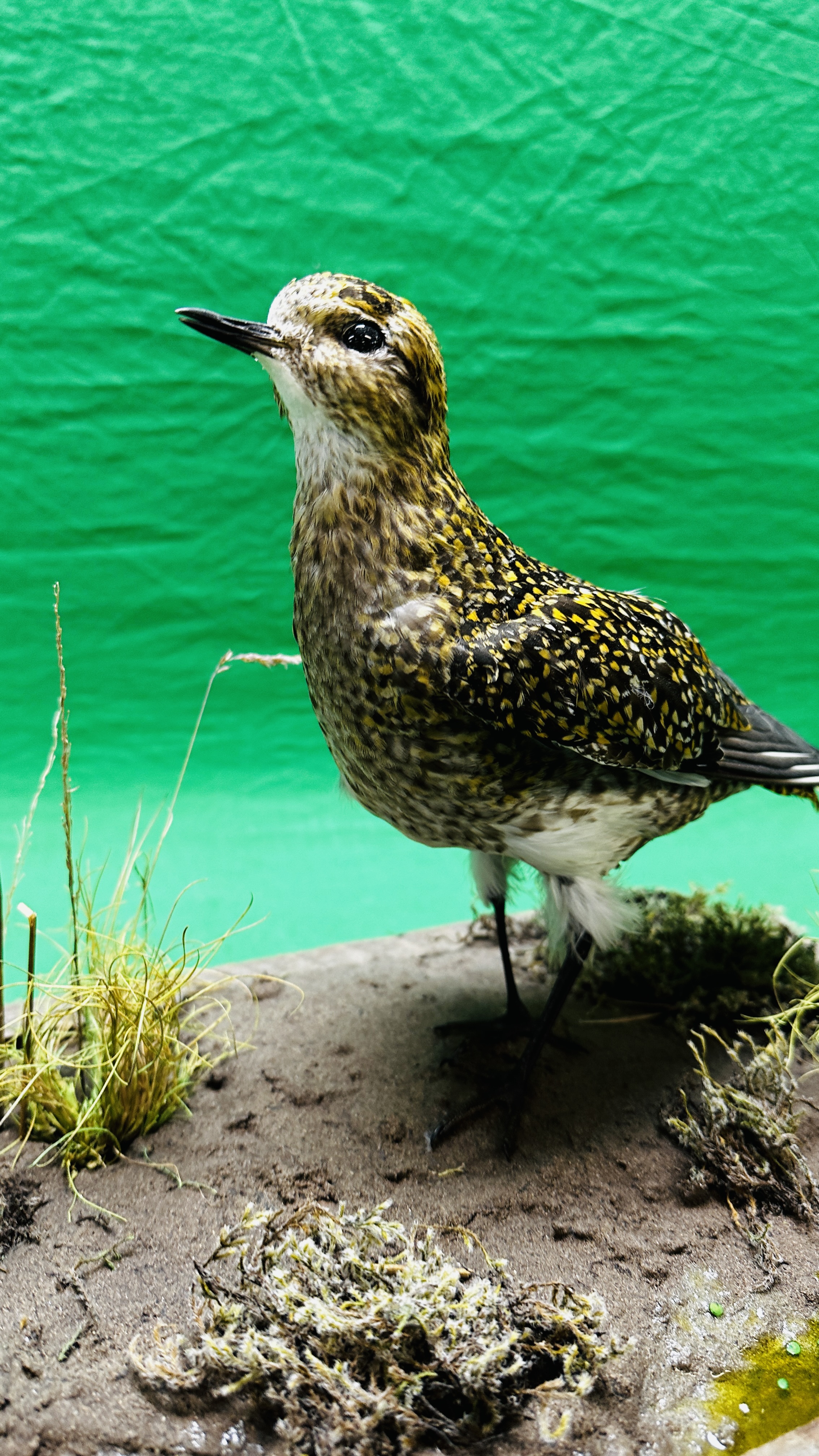 TAXIDERMY: A MOUNTED PAIR OF GOLDEN PLOVER IN A NATURALISTIC SETTING, W 60 X H 34CM. - Bild 6 aus 12