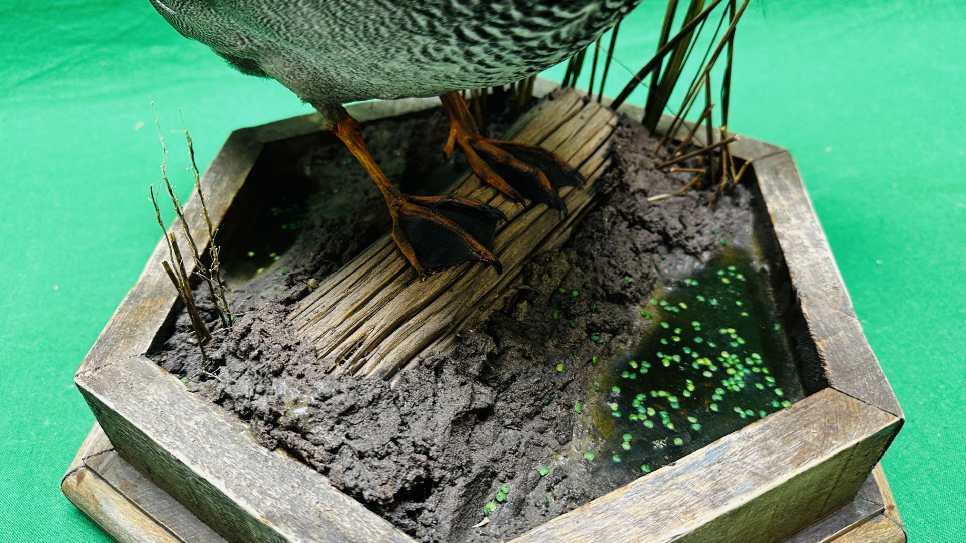 TAXIDERMY: A MOUNTED GADWALL IN A NATURALISTIC SETTING, W 31 X H 53CM. - Image 8 of 12