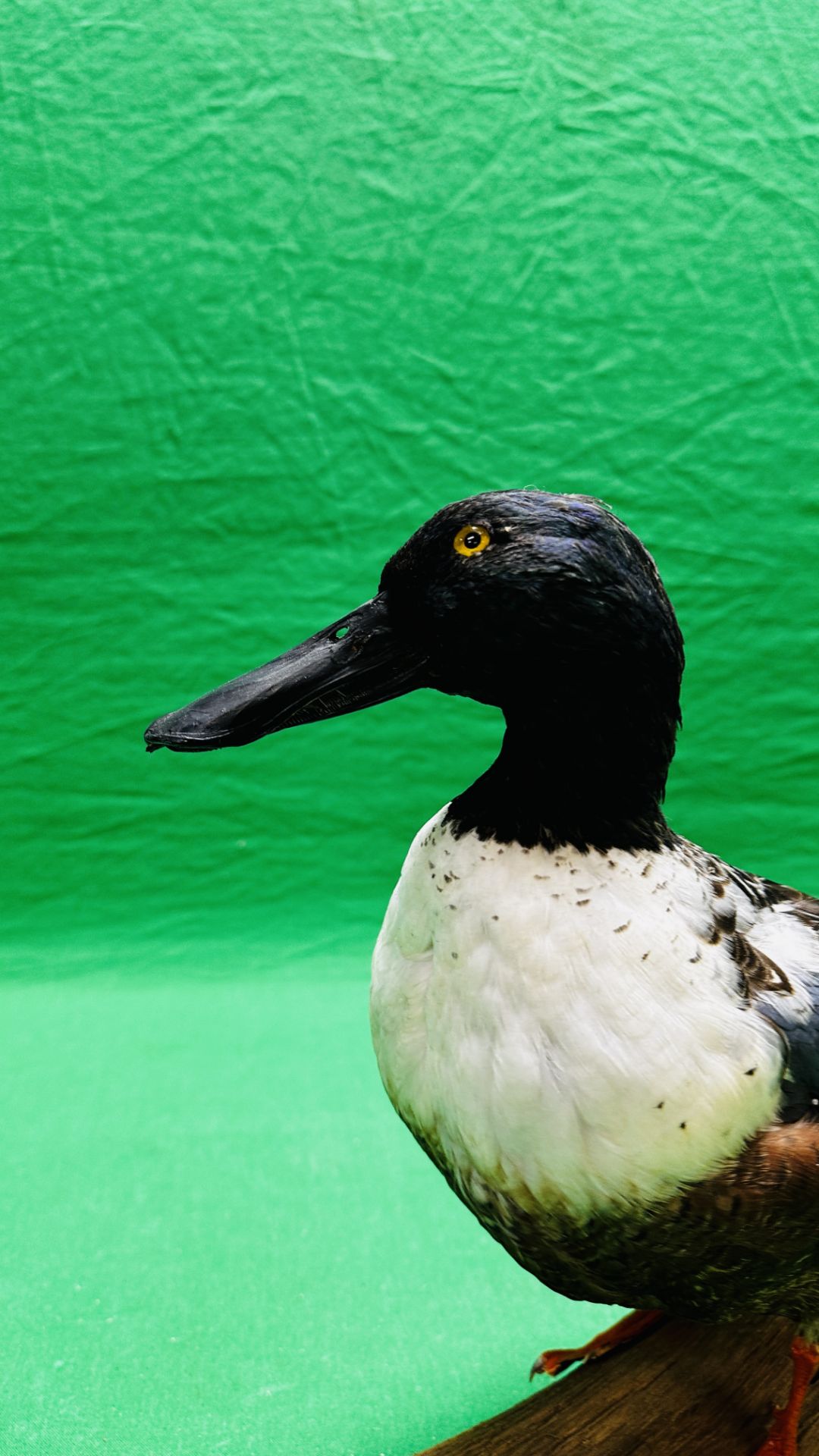 TAXIDERMY: A MOUNTED SHOVELER DUCK, W 32 X H 29CM. - Image 10 of 12