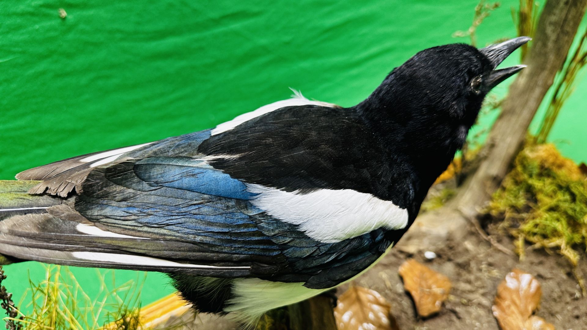 TAXIDERMY: A PAIR OF MOUNTED MAGPIES IN A NATURALISTIC SETTING, W 71 X D 28 X H 65CM. - Image 13 of 17