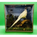 TAXIDERMY: A CASED STUDY OF A WHITE PHEASANT IN A NATURALISTIC SETTING, W 72 X D 29 X H 70CM.