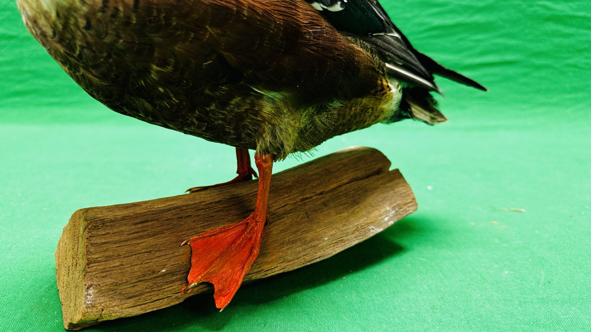 TAXIDERMY: A MOUNTED SHOVELER DUCK, W 32 X H 29CM. - Image 12 of 12