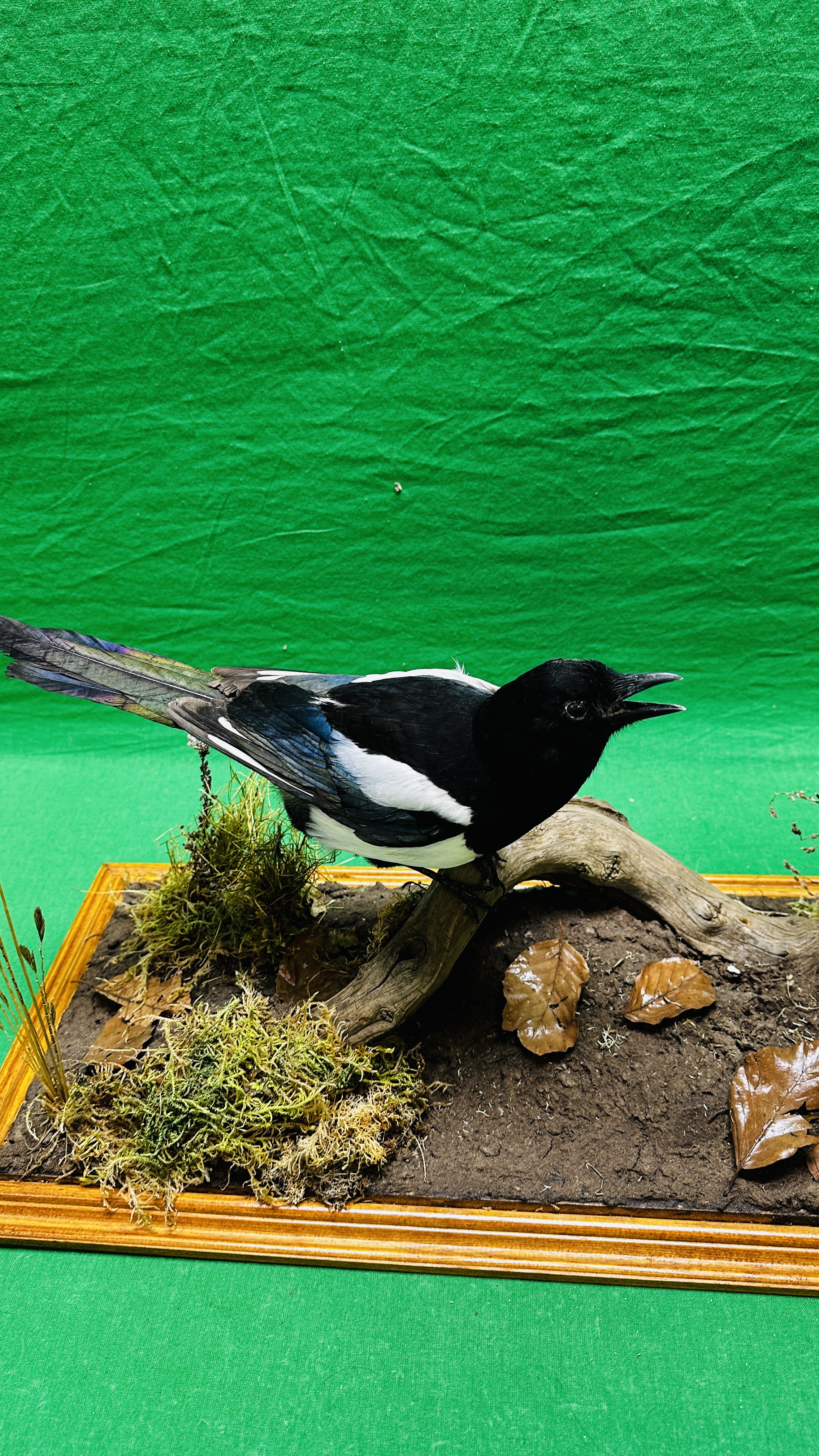 TAXIDERMY: A PAIR OF MOUNTED MAGPIES IN A NATURALISTIC SETTING, W 71 X D 28 X H 65CM. - Bild 6 aus 17