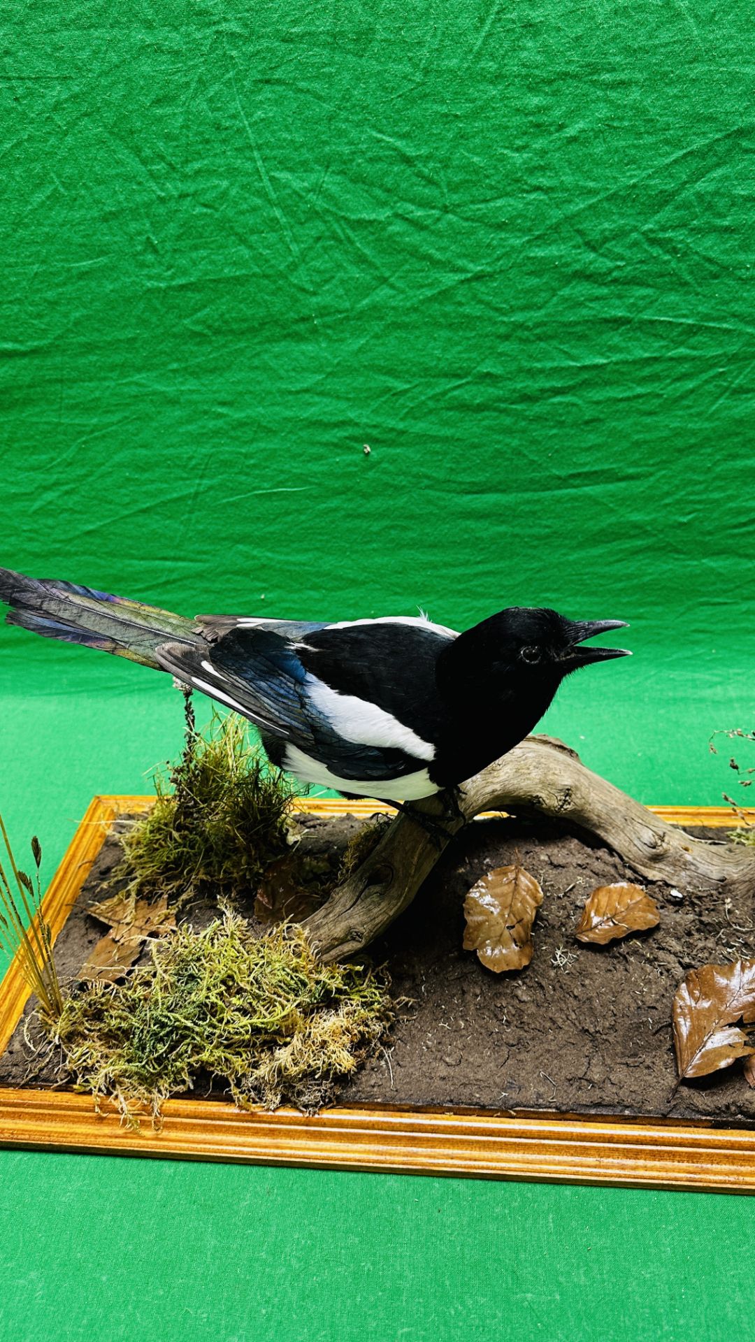 TAXIDERMY: A PAIR OF MOUNTED MAGPIES IN A NATURALISTIC SETTING, W 71 X D 28 X H 65CM. - Image 6 of 17