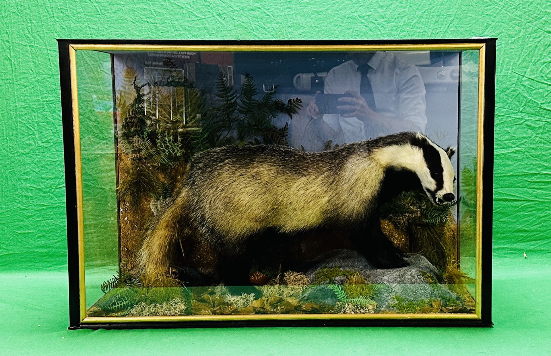 TAXIDERMY: A CASED STUDY OF A BADGER IN A NATURALISTIC SETTING, W 92 X D 41 X H 63CM. - Image 12 of 22