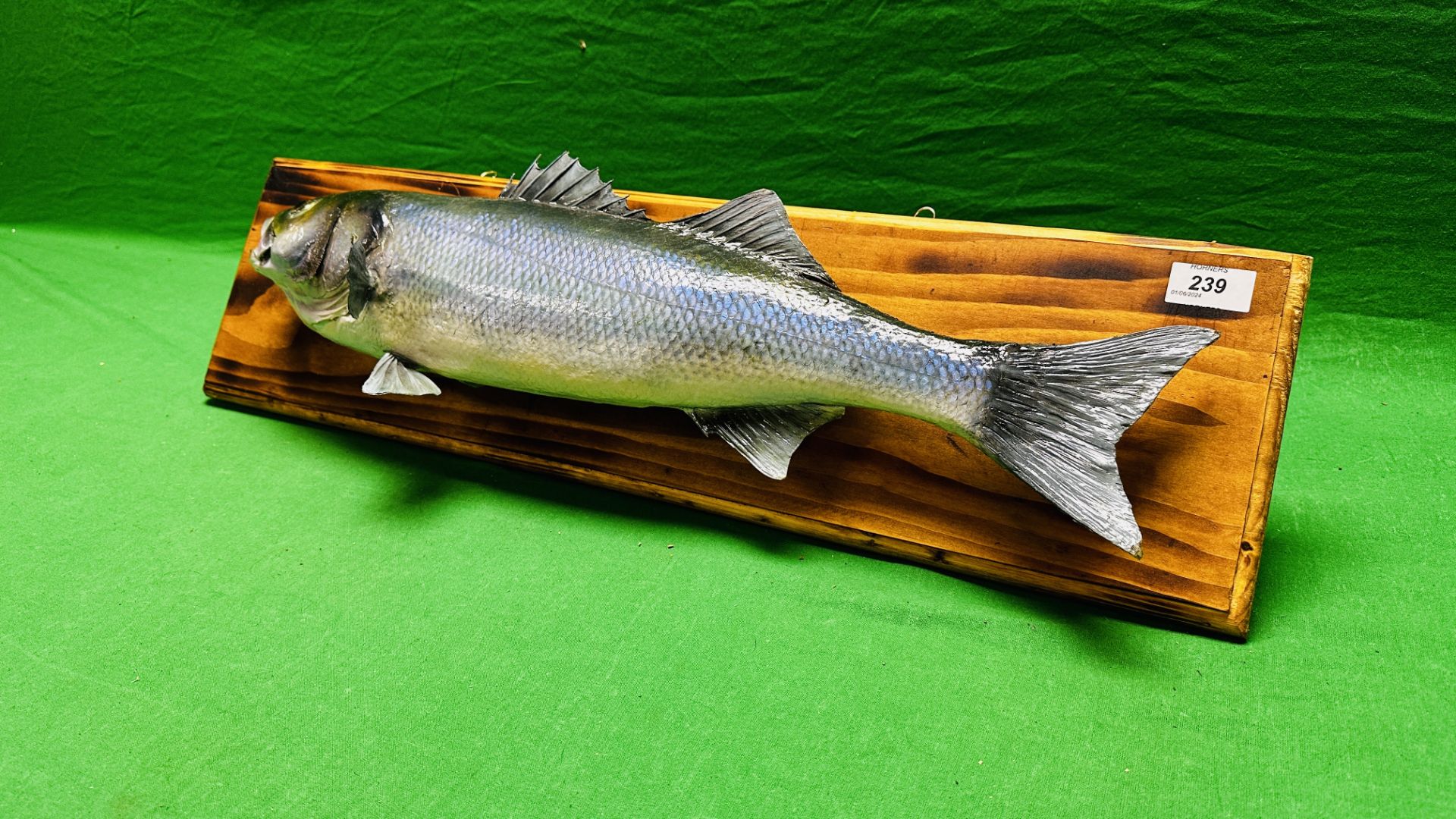 TAXIDERMY: A WALL MOUNTED STUDY OF A SEA BASS, W 71 X H 19CM. - Image 7 of 8