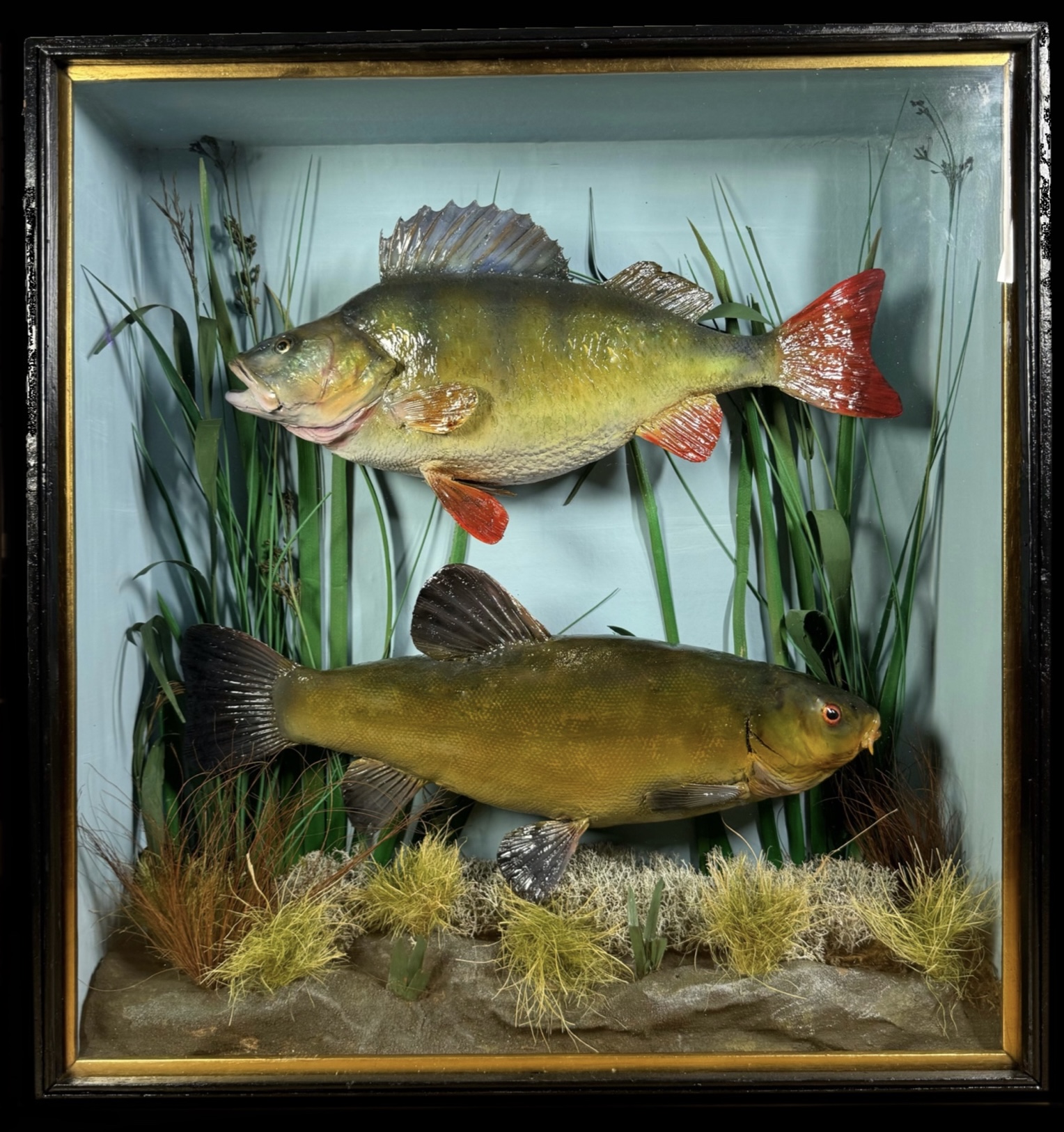 TAXIDERMY: A CASED STUDY OF A MOUNTED PERCH AND TENCH IN A NATURALISTIC SETTING,