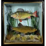 TAXIDERMY: A CASED STUDY OF A MOUNTED PERCH AND TENCH IN A NATURALISTIC SETTING,