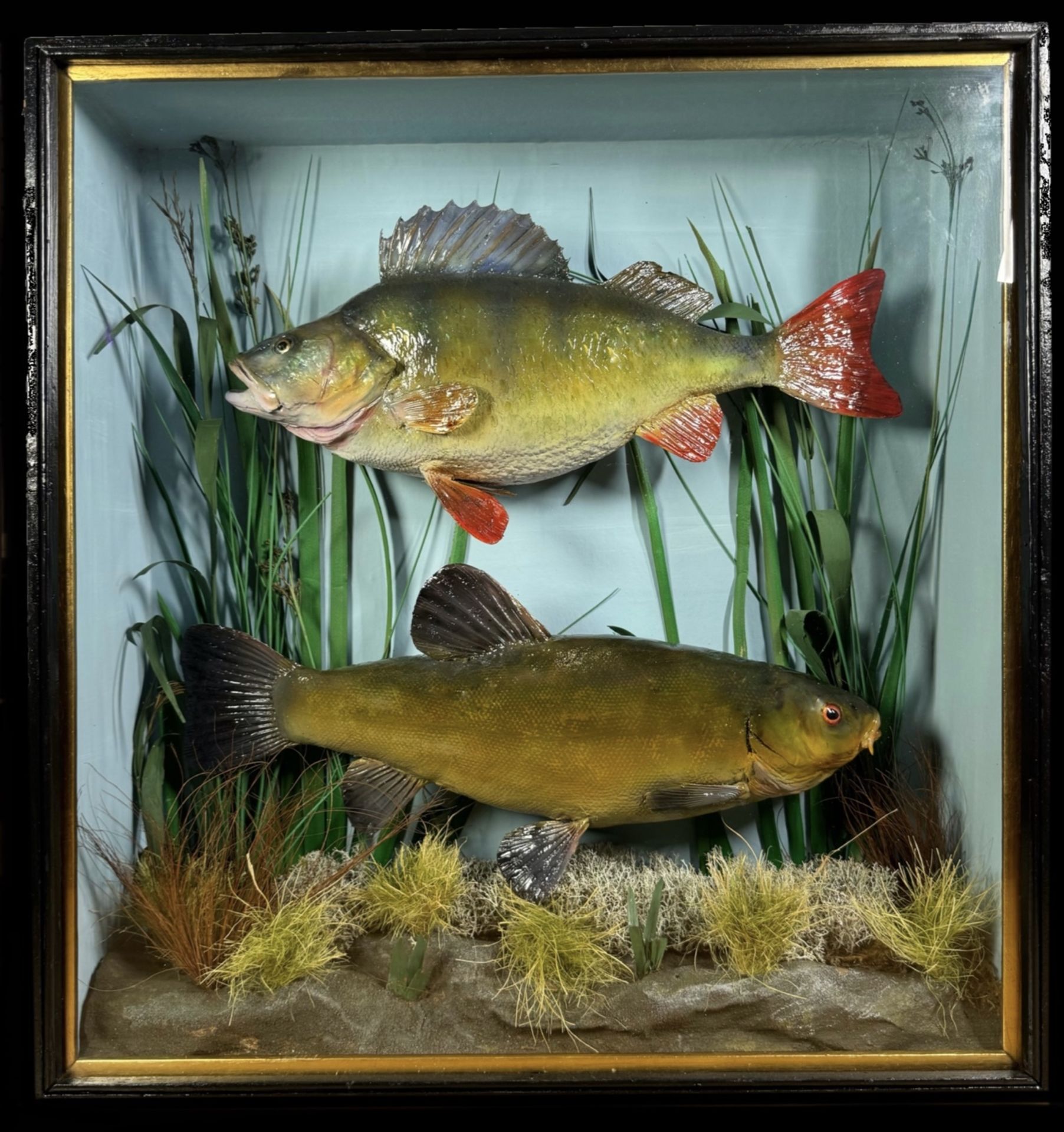 TAXIDERMY: A CASED STUDY OF A MOUNTED PERCH AND TENCH IN A NATURALISTIC SETTING,