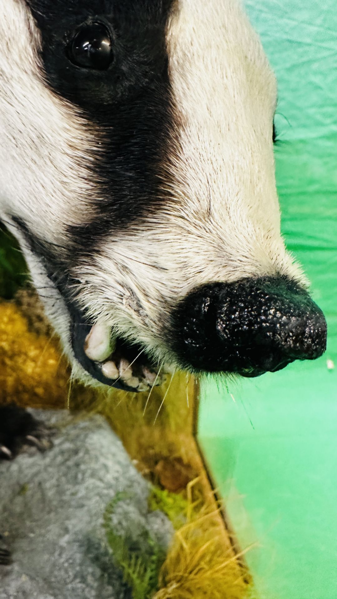 TAXIDERMY: A CASED STUDY OF A BADGER IN A NATURALISTIC SETTING, W 92 X D 41 X H 63CM. - Image 15 of 22