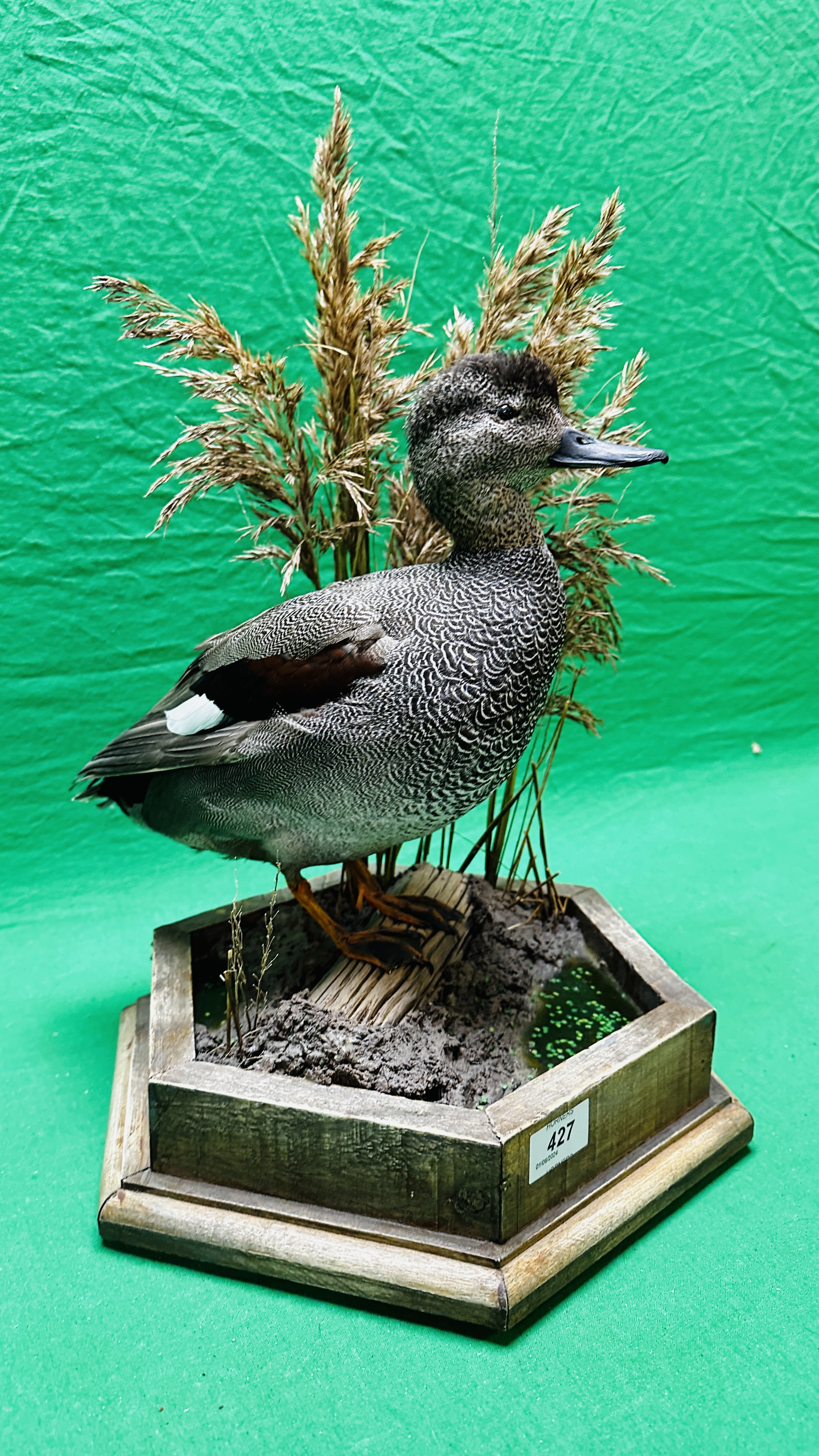 TAXIDERMY: A MOUNTED GADWALL IN A NATURALISTIC SETTING, W 31 X H 53CM. - Bild 2 aus 12