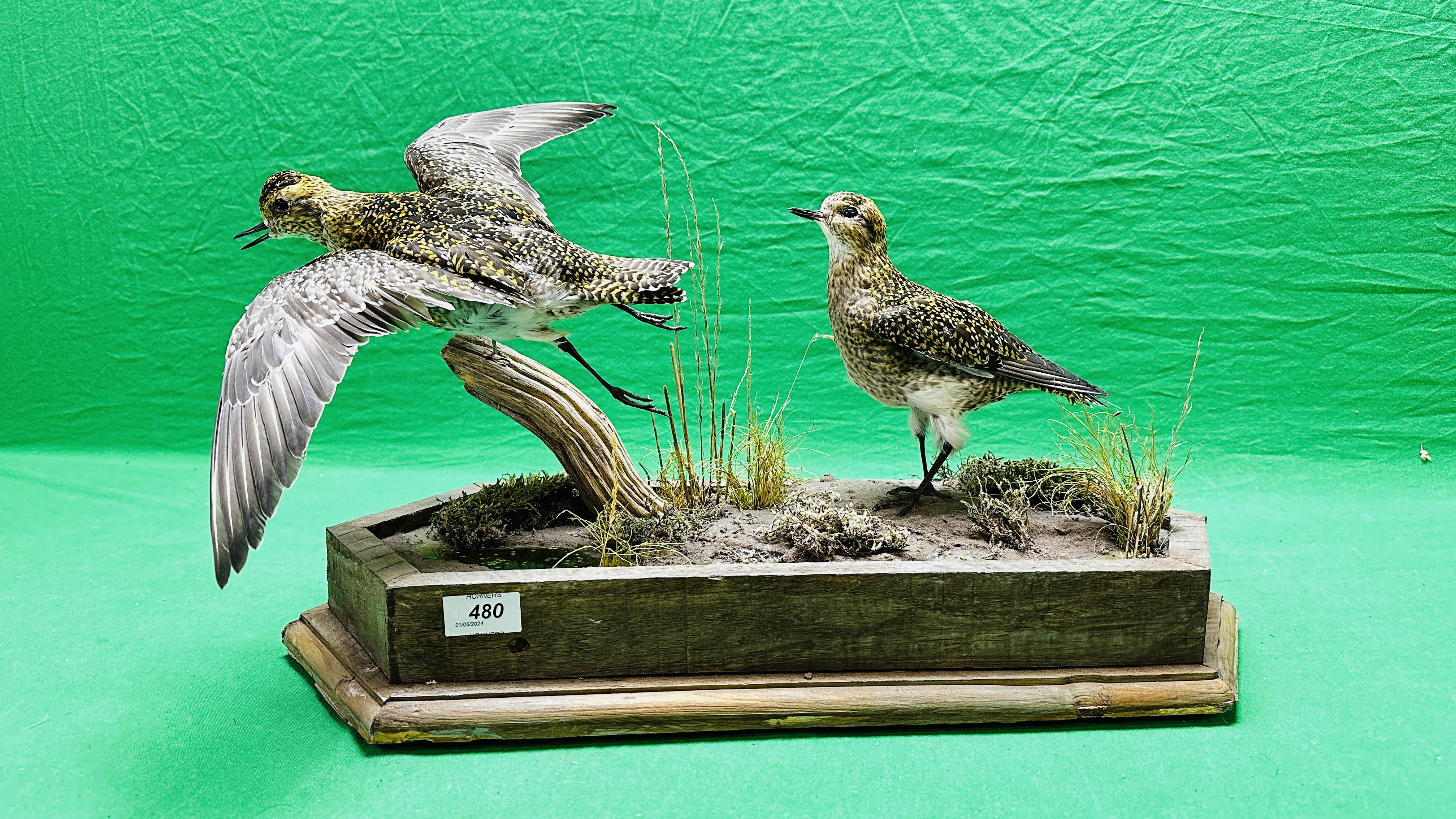 TAXIDERMY: A MOUNTED PAIR OF GOLDEN PLOVER IN A NATURALISTIC SETTING, W 60 X H 34CM. - Bild 2 aus 12