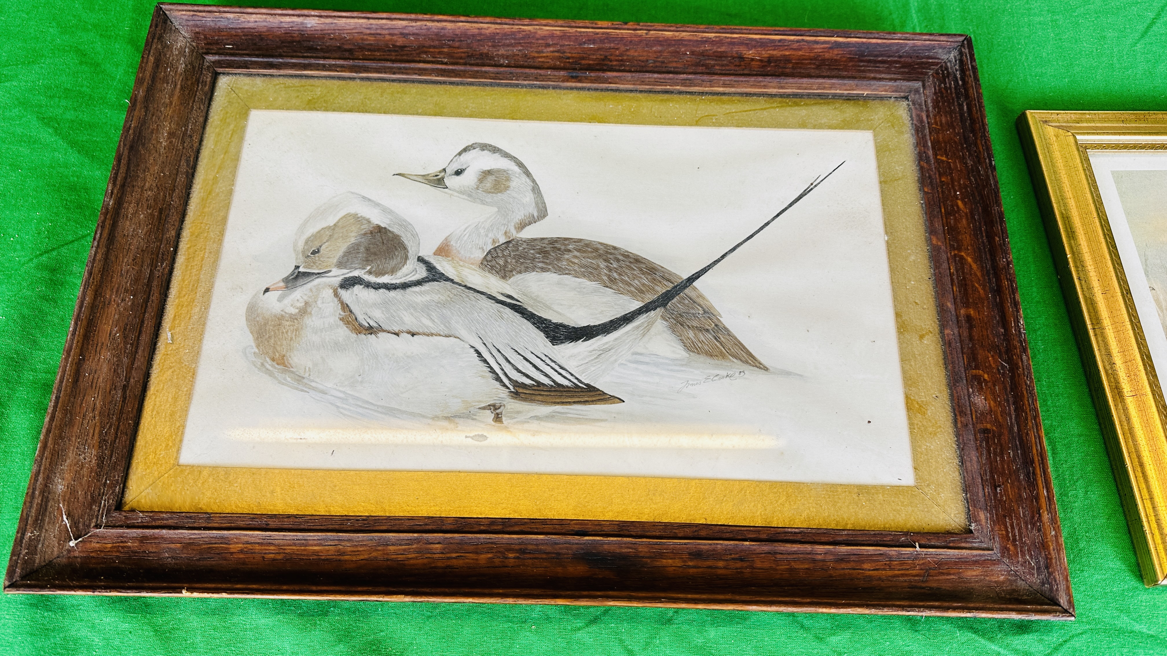 FRAMED SARAH HUTTON MALLARD DUCK PRINT 59 X 41CM, - Image 5 of 6