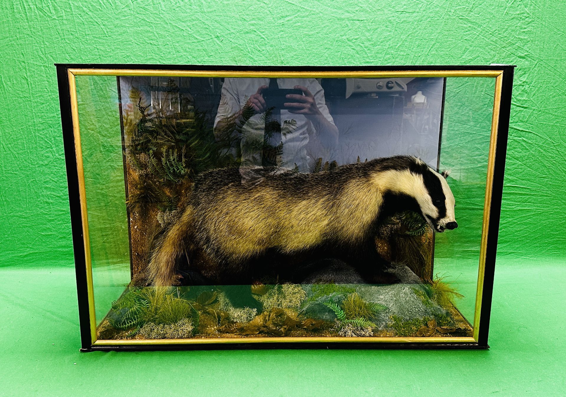 TAXIDERMY: A CASED STUDY OF A BADGER IN A NATURALISTIC SETTING, W 92 X D 41 X H 63CM. - Image 2 of 22