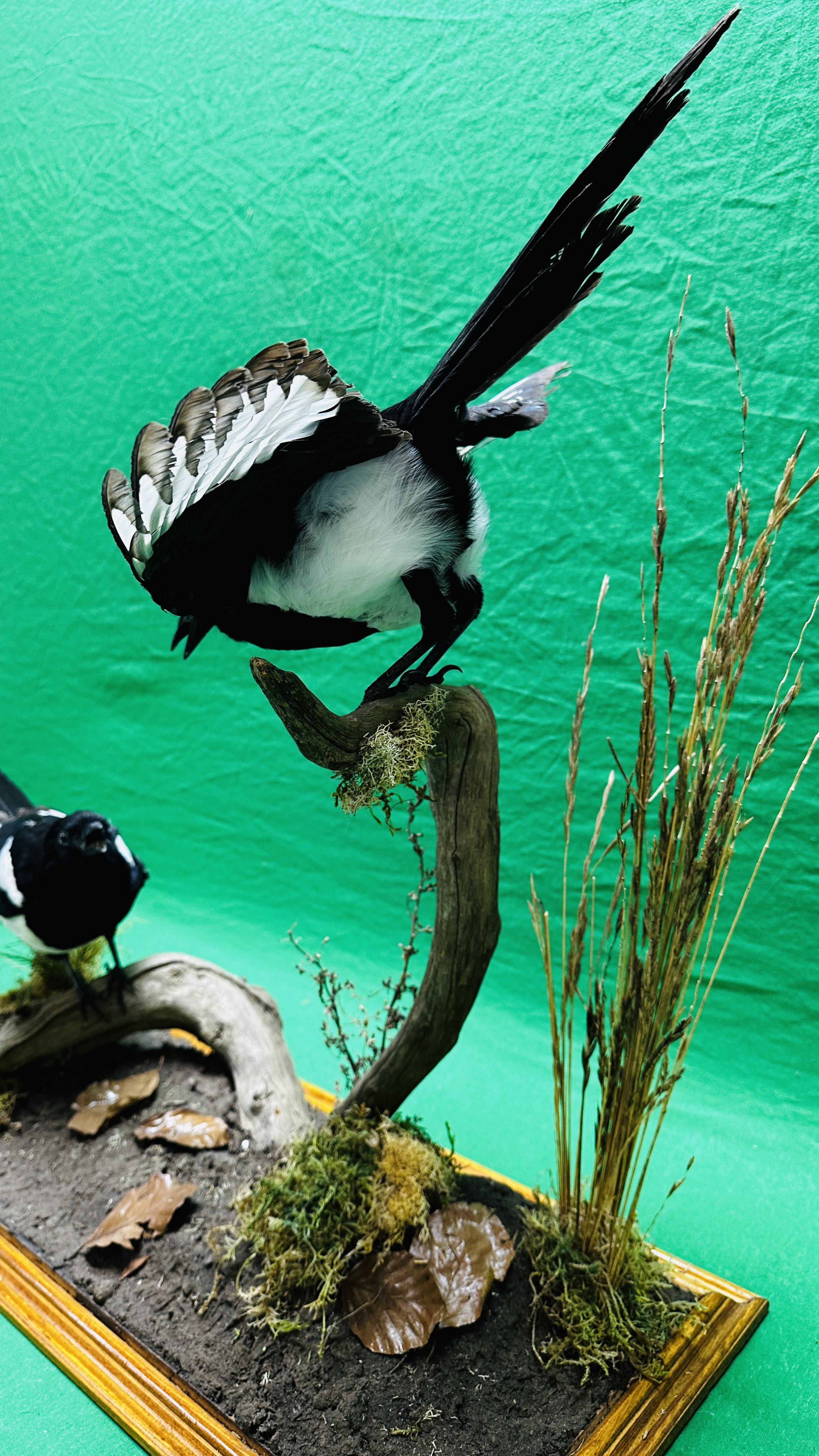 TAXIDERMY: A PAIR OF MOUNTED MAGPIES IN A NATURALISTIC SETTING, W 71 X D 28 X H 65CM. - Image 10 of 17