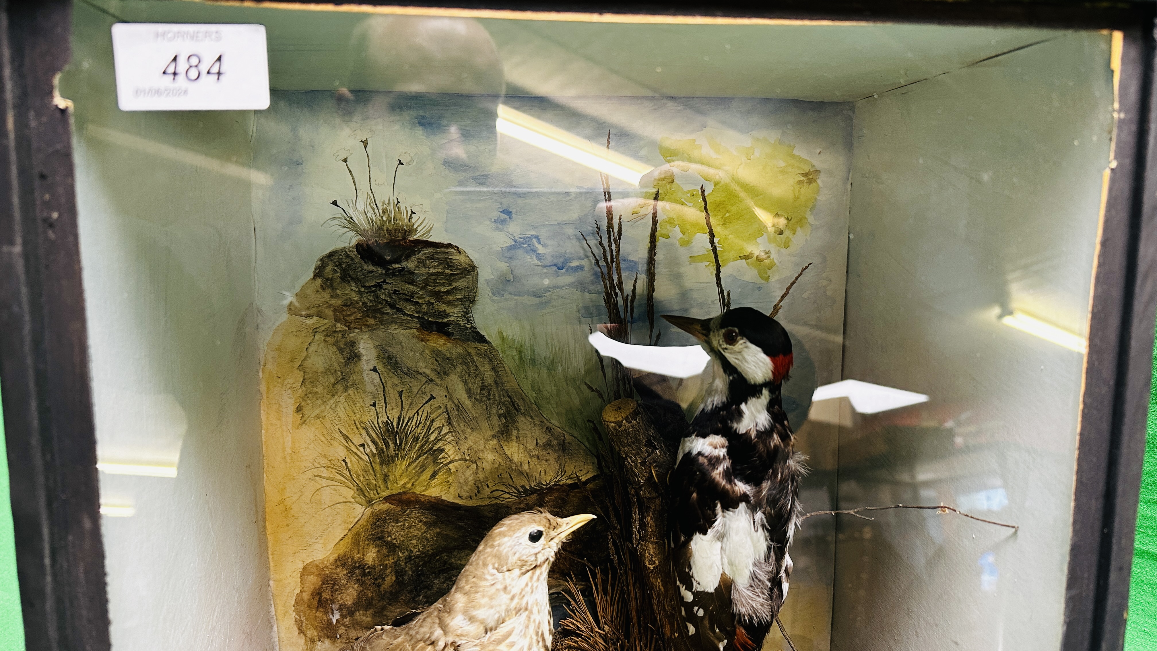 TAXIDERMY: A CASED STUDY OF A MOUNTED GREATER SPOTTED WOODPECKER AND A THRUSH IN A NATURALISTIC - Image 6 of 7