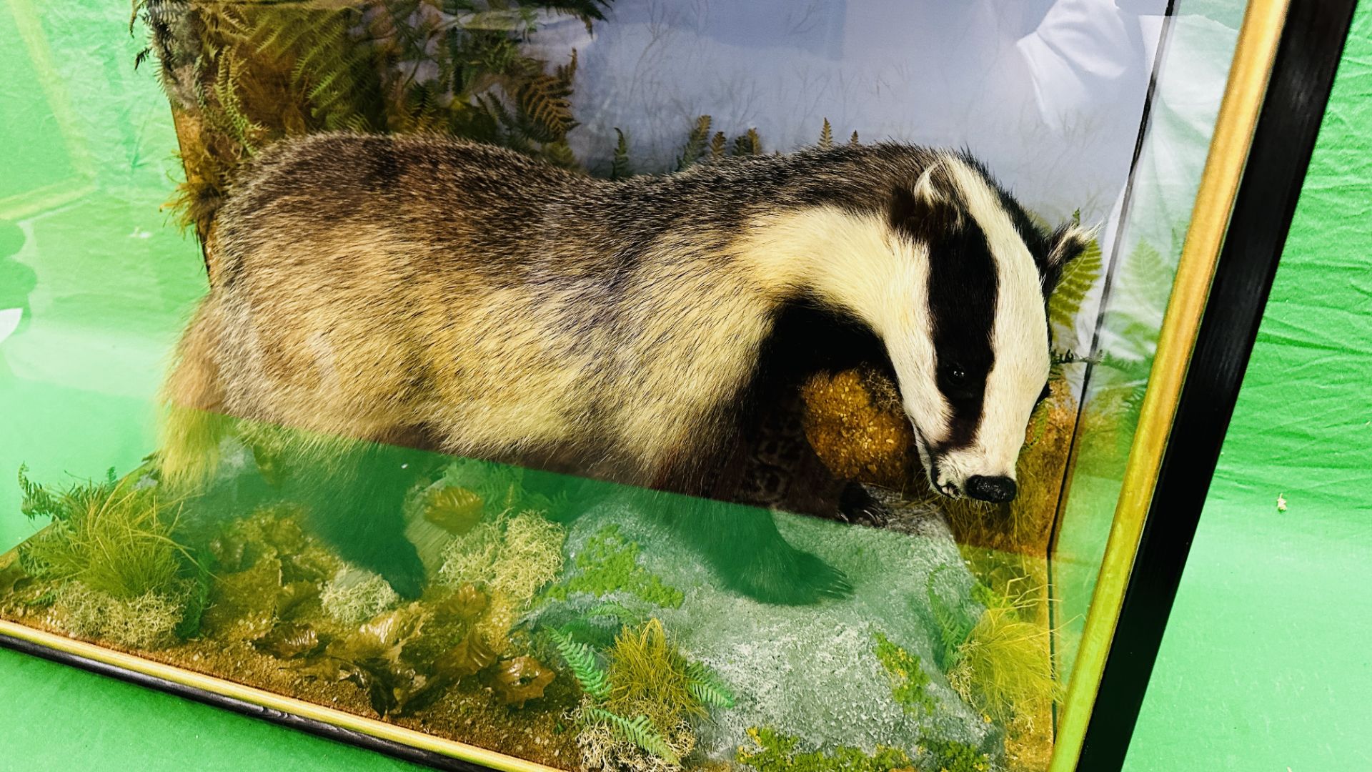 TAXIDERMY: A CASED STUDY OF A BADGER IN A NATURALISTIC SETTING, W 92 X D 41 X H 63CM. - Image 9 of 22