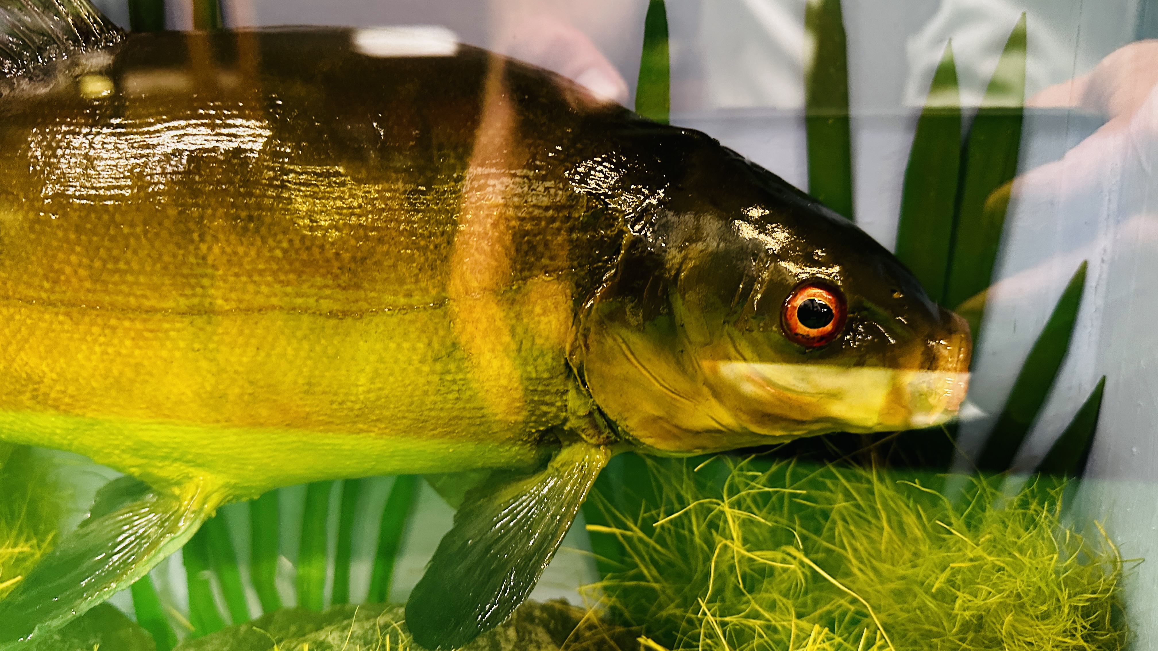 TAXIDERMY: A CASED STUDY OF A MOUNTED TENCH IN A NATURALISTIC SETTING, W 56 X D 13 X H 33CM. - Image 4 of 11