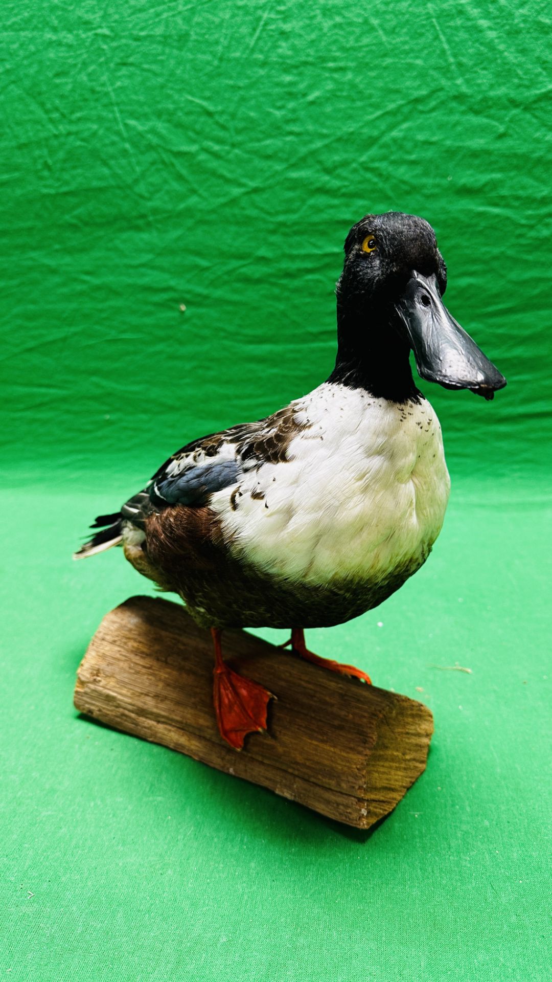 TAXIDERMY: A MOUNTED SHOVELER DUCK, W 32 X H 29CM. - Image 2 of 12