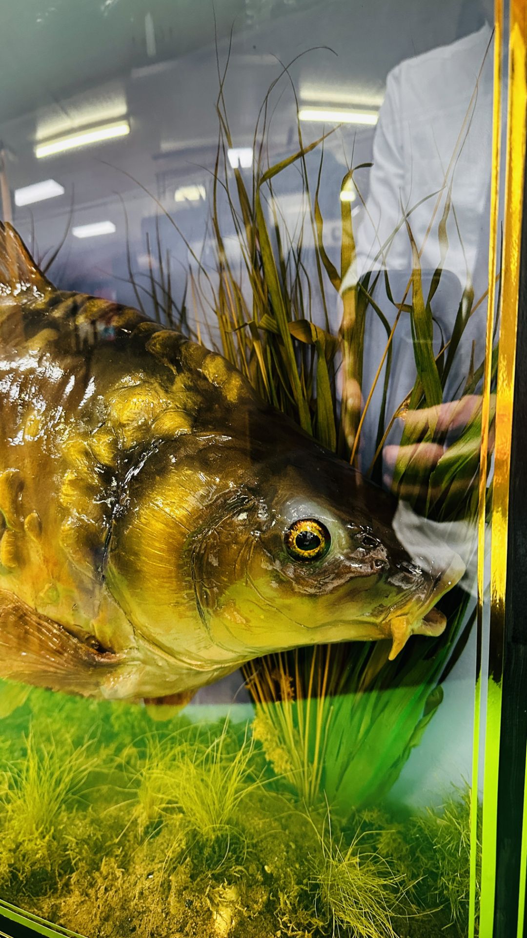 TAXIDERMY: A BOW FRONTED CASED STUDY OF A MOUNTED CARP IN A NATURALISTIC SETTING, - Image 3 of 14