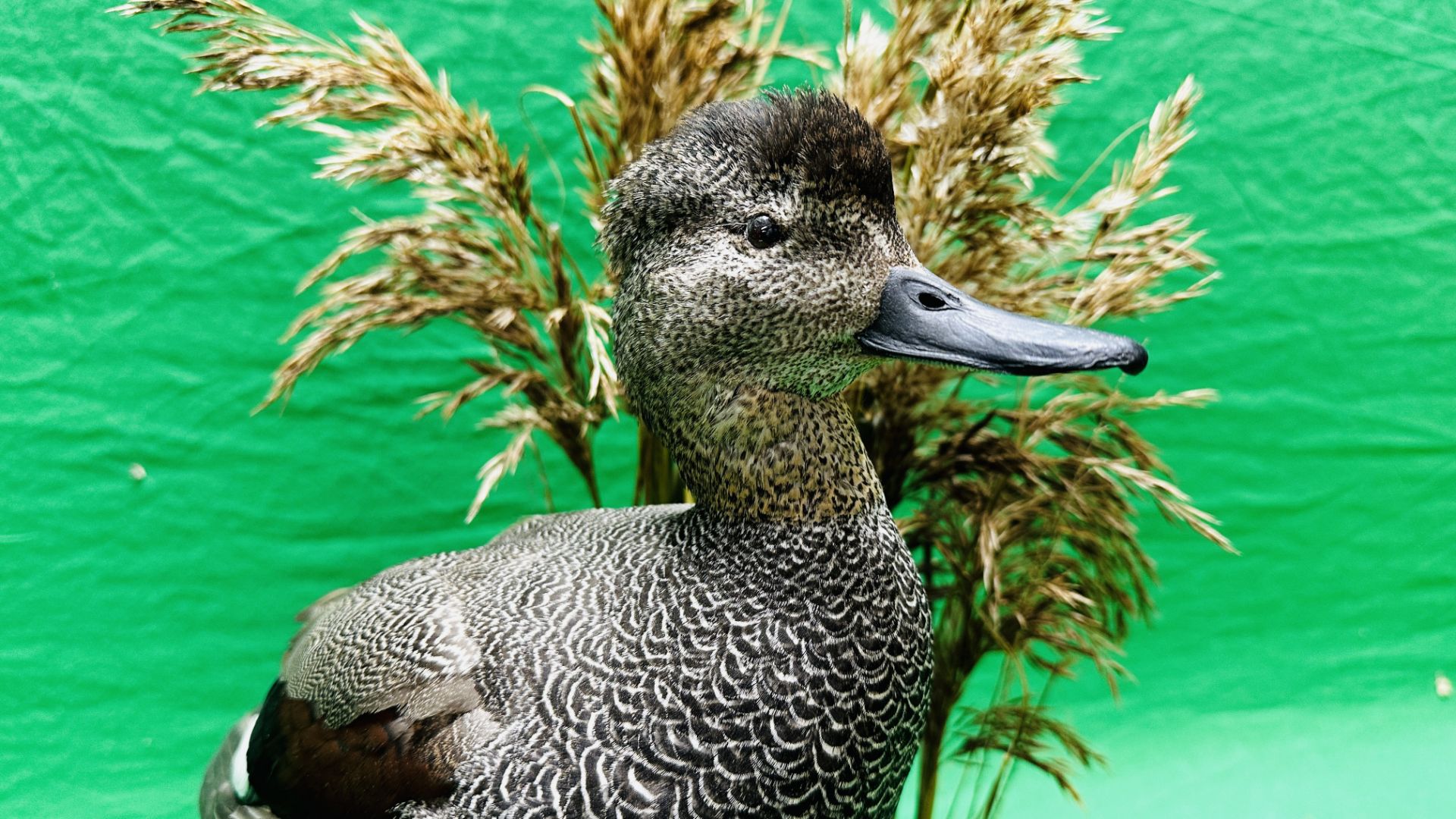 TAXIDERMY: A MOUNTED GADWALL IN A NATURALISTIC SETTING, W 31 X H 53CM. - Image 9 of 12